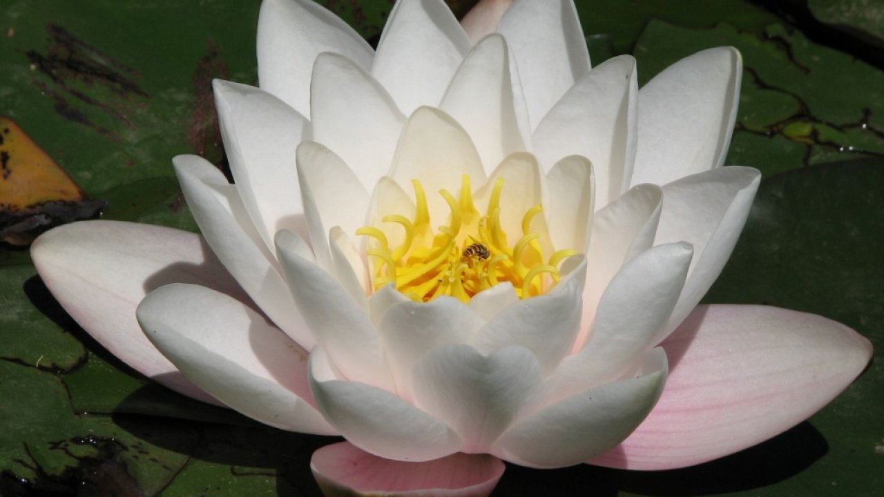 Beautiful, New, Hd, Wallpapers, Of, Lotus, Flowers, - Lotus Flower , HD Wallpaper & Backgrounds