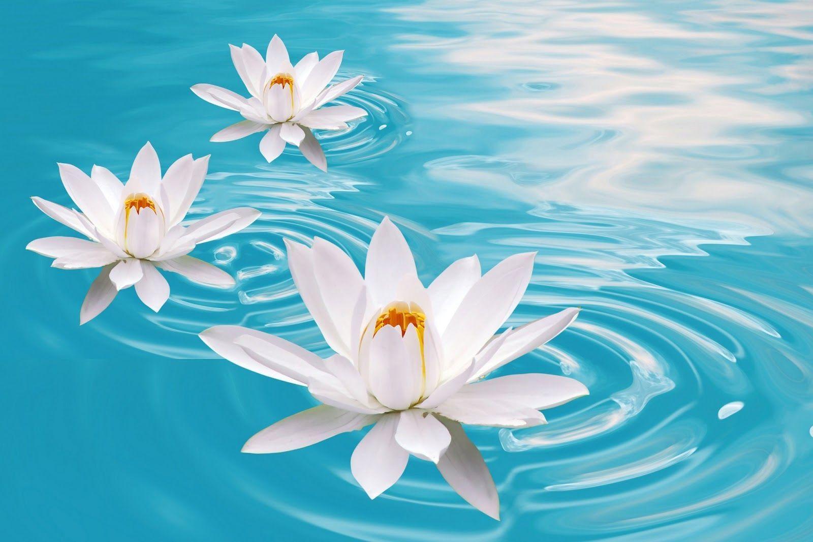 Lotus Flower Hd Wallpapers - White Flowers In Water , HD Wallpaper & Backgrounds