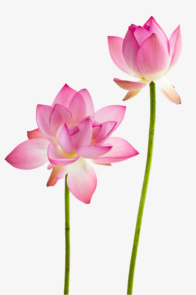 Lotus Flowers, Flowers, Lotus, Flower Png Image - Lotus Buddha , HD Wallpaper & Backgrounds