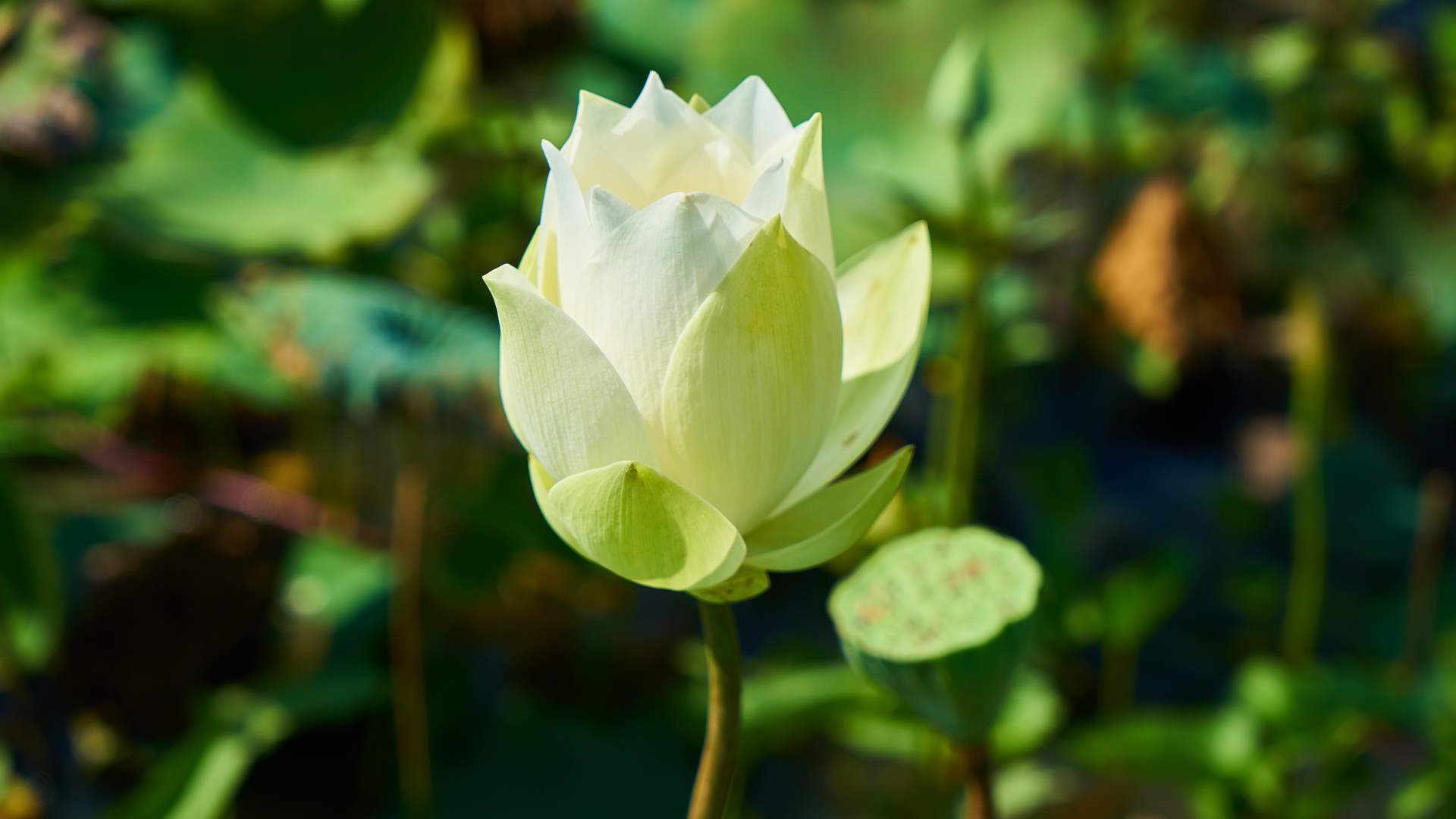 Wallpaper Beautiful, White Lotus, Flower, Bloom - Ảnh Đẹp Thiên Nhiên Hoa Lá , HD Wallpaper & Backgrounds