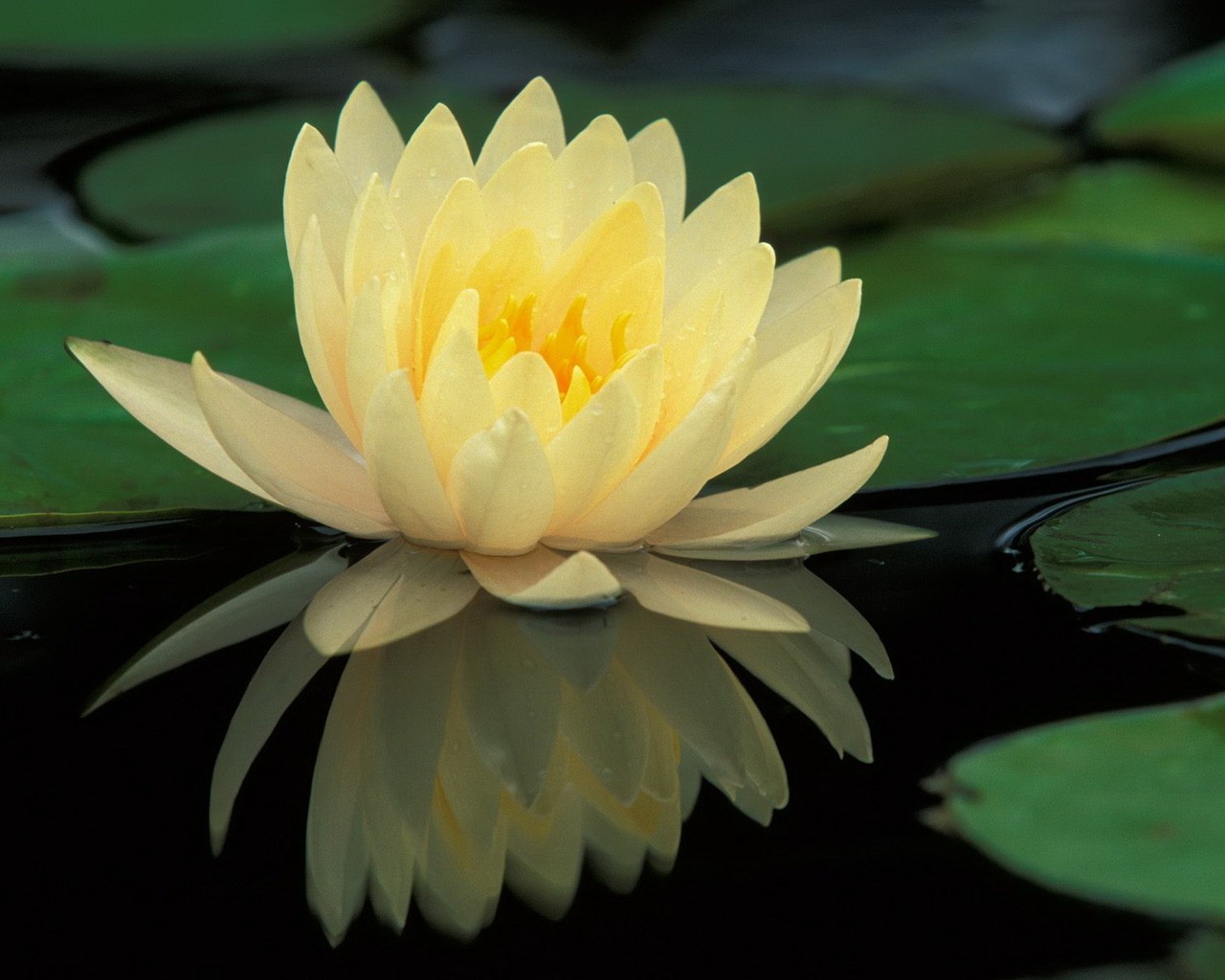 Beauty Yelow Flowers Lotos Nature Colors Lotus Flower - Lily Lotus Flower , HD Wallpaper & Backgrounds