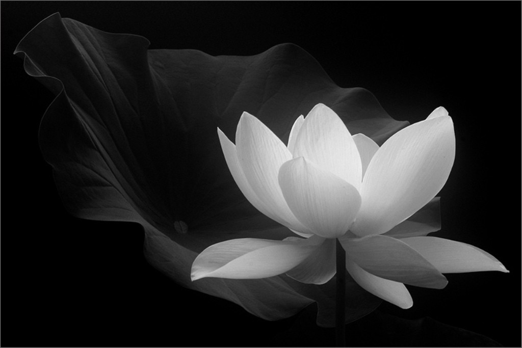 Lotus Flower Beautiful White Nature Wallpaper Download - White Lotus Flower Buddha , HD Wallpaper & Backgrounds