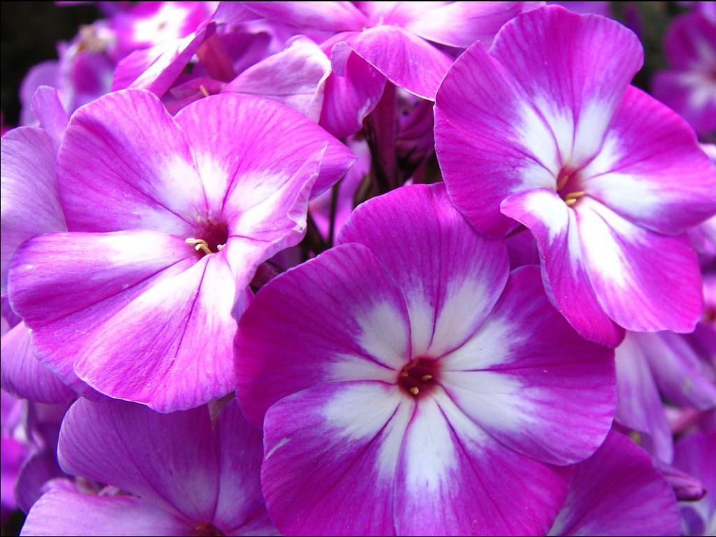 Free Flower Pictures For Wallpaper Violet Flowers Wallpapers - Full Hd Flower Images Free Download , HD Wallpaper & Backgrounds