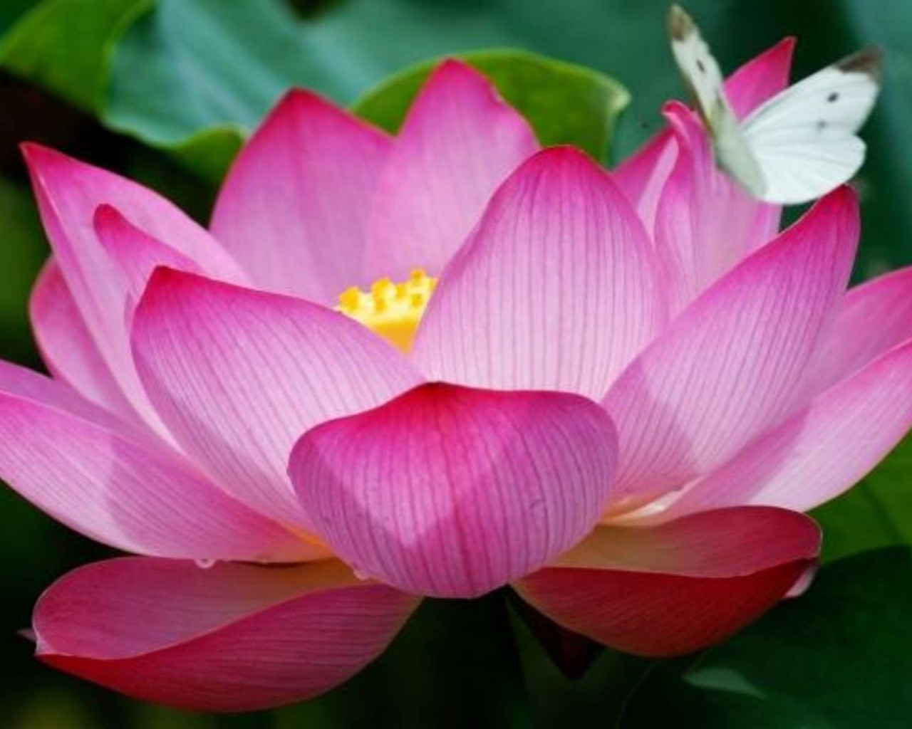 Butterfly On A Lotus (#2056291) - HD Wallpaper & Backgrounds Download