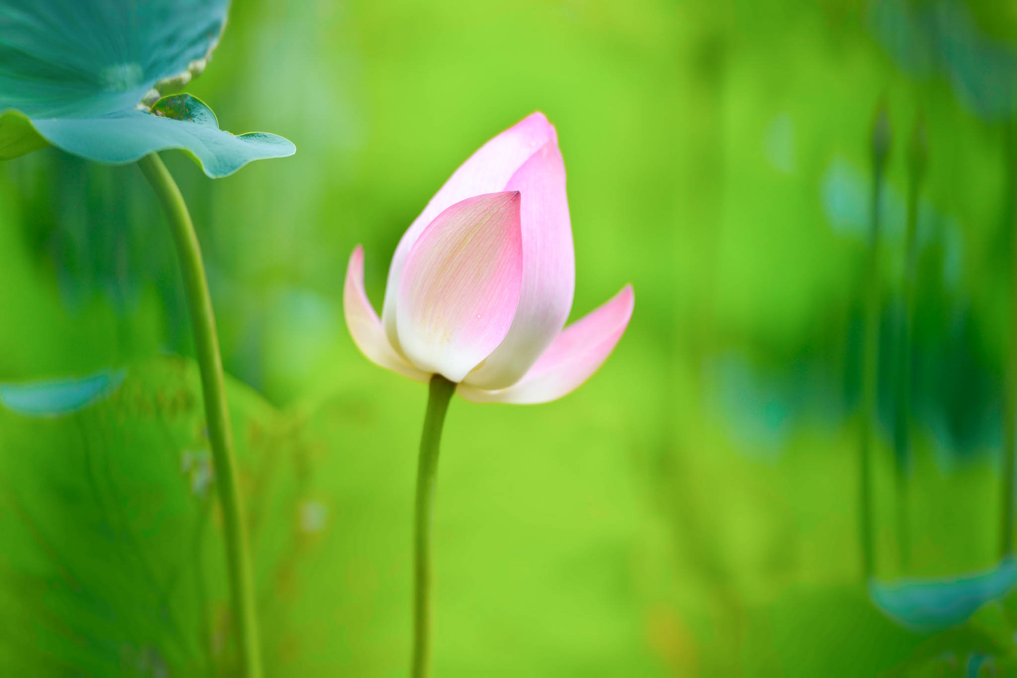 Beautiful Lotus Flower Wallpaper Hd - Single High ...