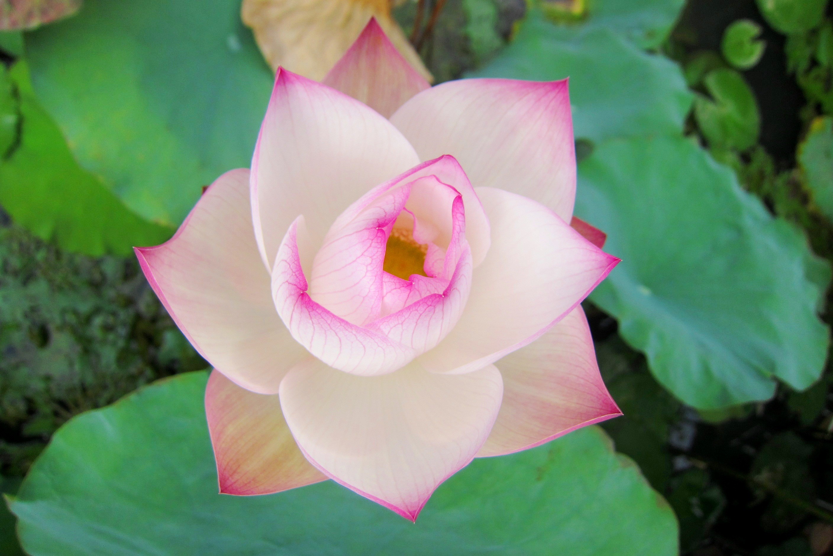 - Hd - Sacred Lotus , HD Wallpaper & Backgrounds