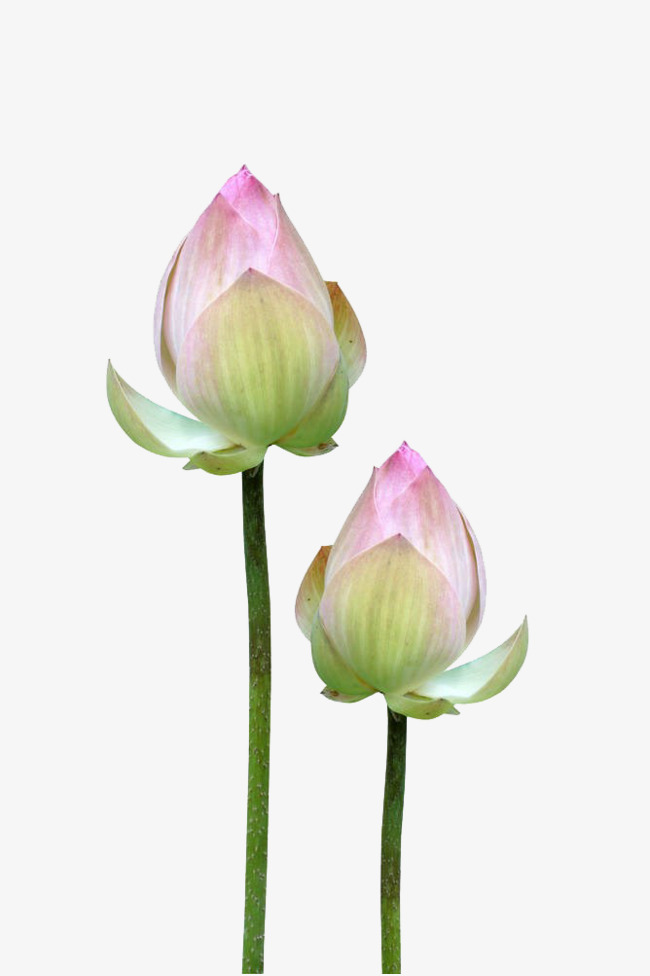 Lotus Flower Buds, In Kind, Budding Free Png Image - Nymphaea Nelumbo , HD Wallpaper & Backgrounds