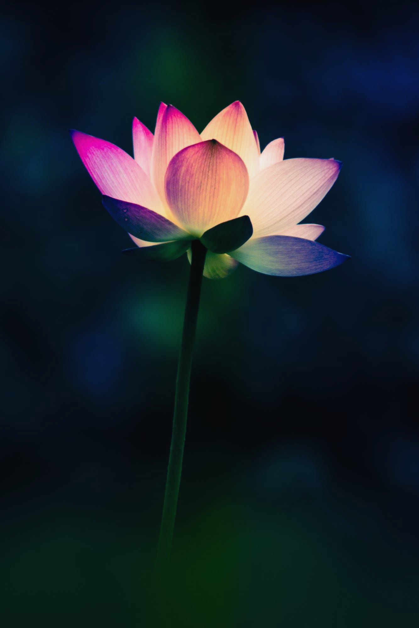 Gorgeous Lotus - Good Morning Shubh Prabhat , HD Wallpaper & Backgrounds