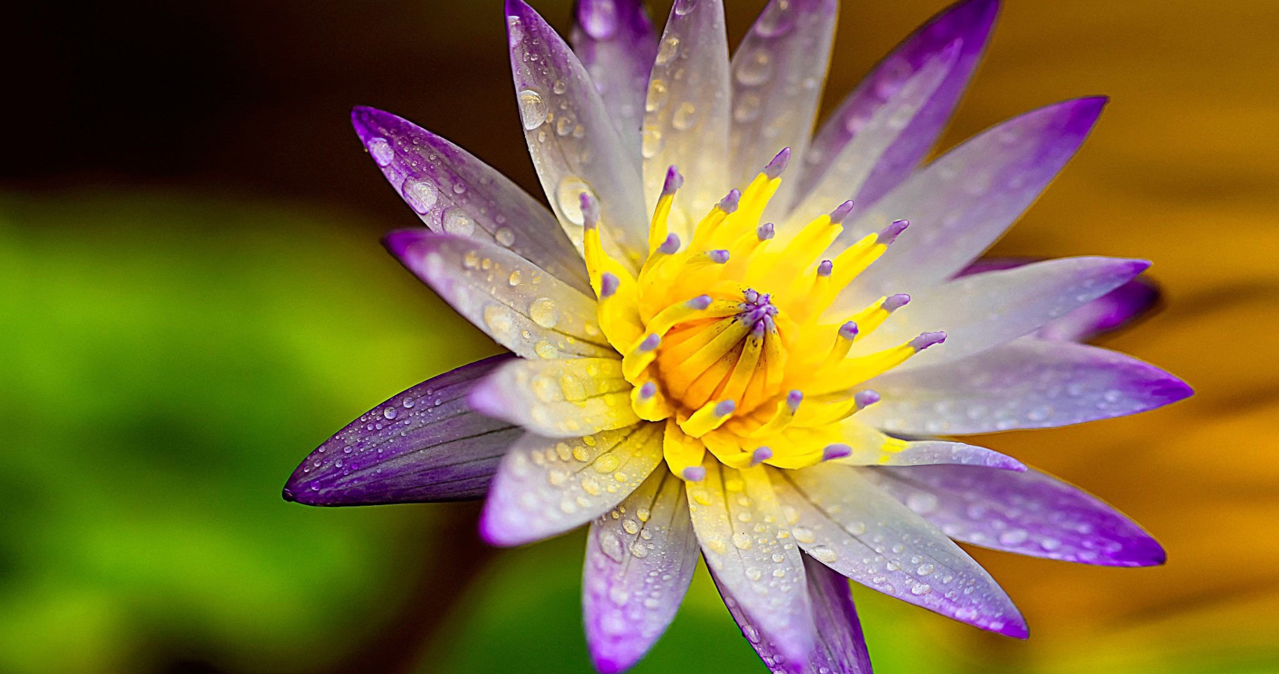 Beautiful Lotus Flower Hd Photos Kayaflower Co - Ultra Hd Lotus Hd , HD Wallpaper & Backgrounds