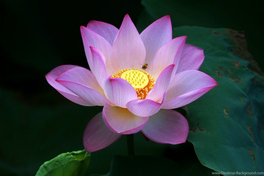 Beautiful Lotus Flowers Wallpapers 433, Lotus Flower - It Noi La Vang , HD Wallpaper & Backgrounds