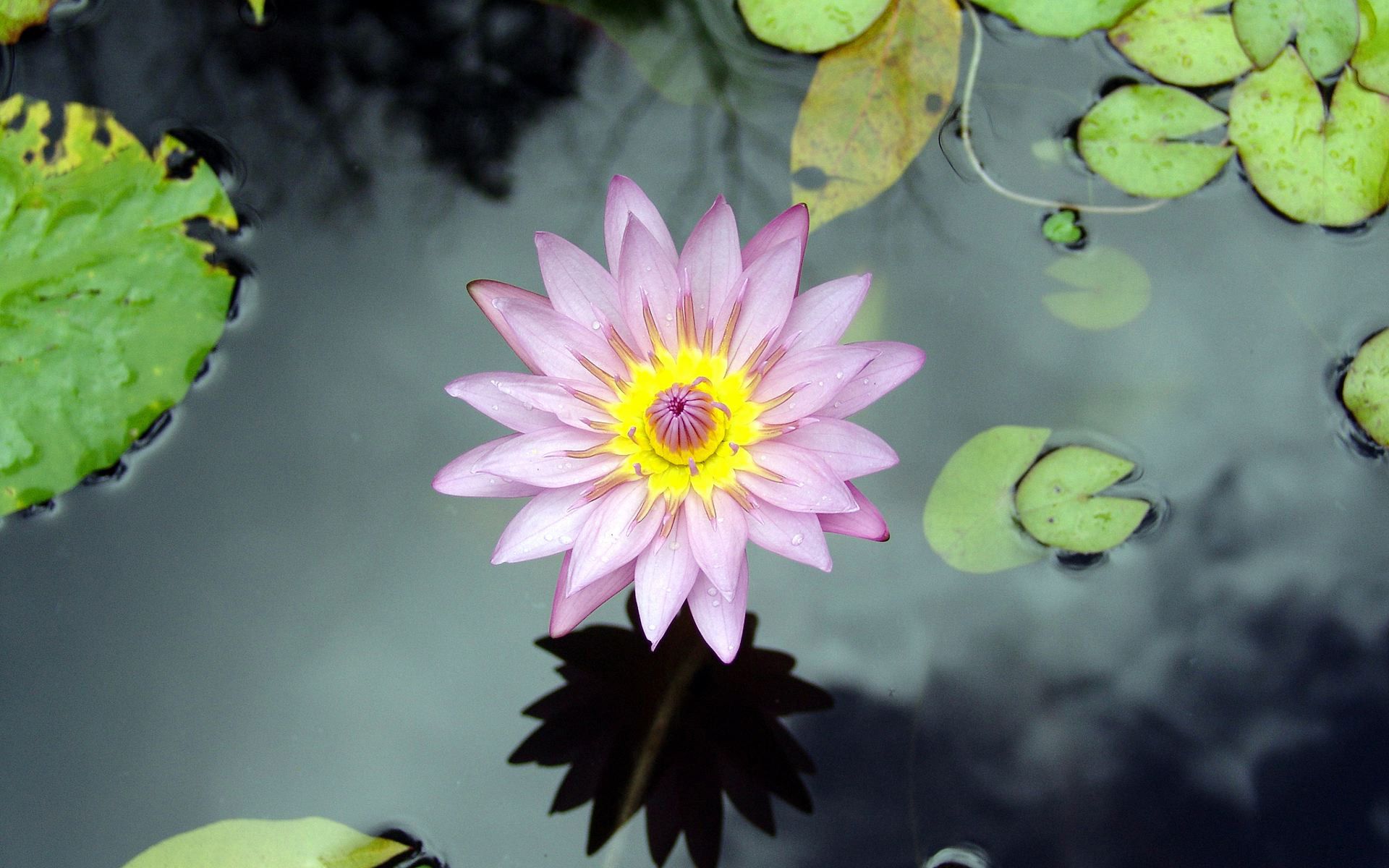 Beautiful Lotus - Tejgyan Global Foundation , HD Wallpaper & Backgrounds