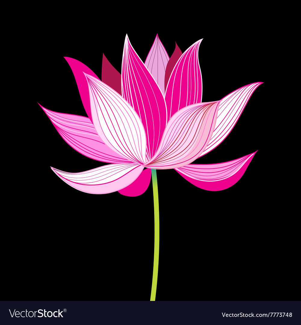 Beautiful Lotus Flower Vector Image - Beautiful Lotus Flower , HD Wallpaper & Backgrounds