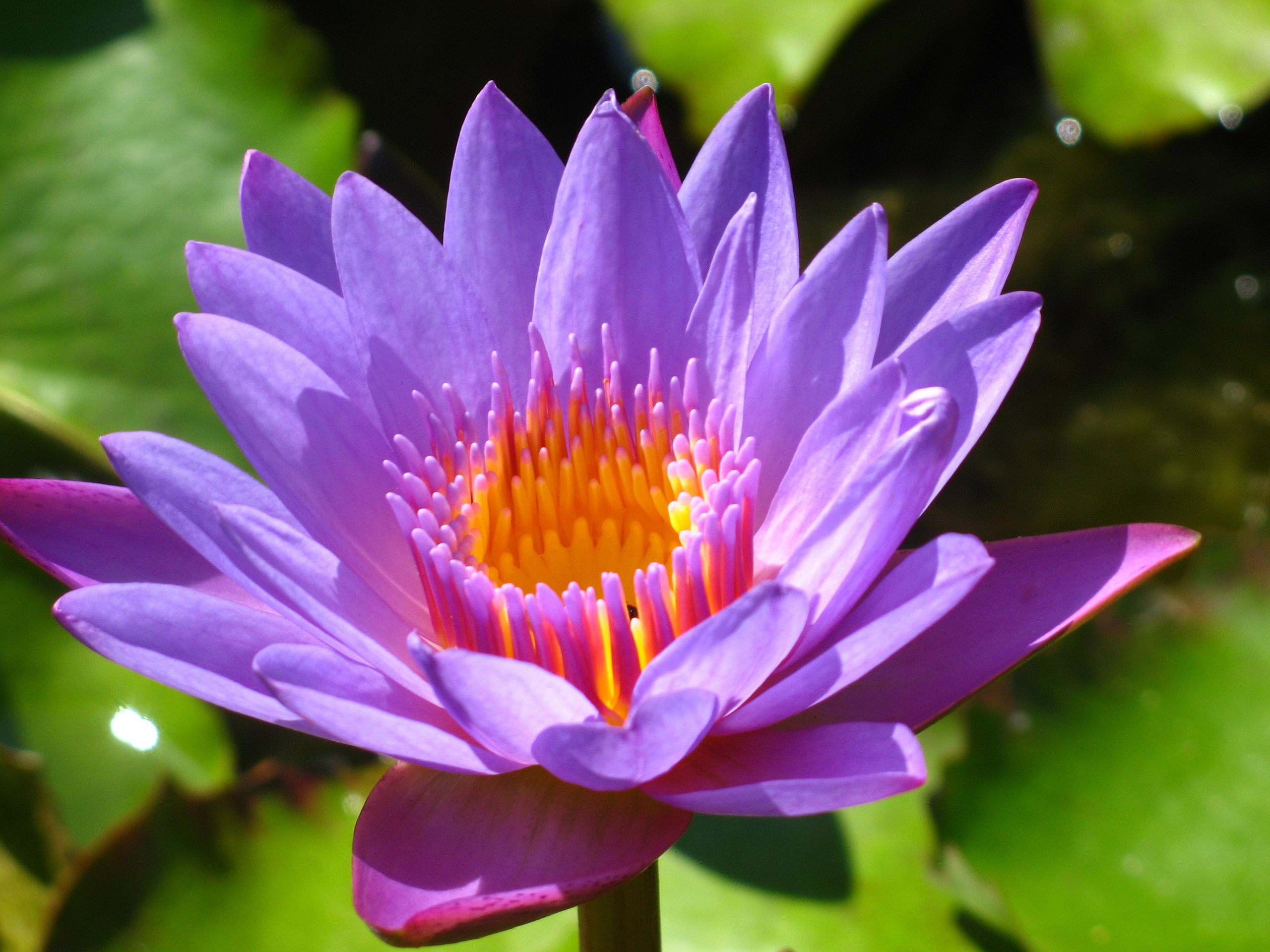 Purple Lotus Flower Wallpaper - Larawan Ng Water Lily , HD Wallpaper & Backgrounds