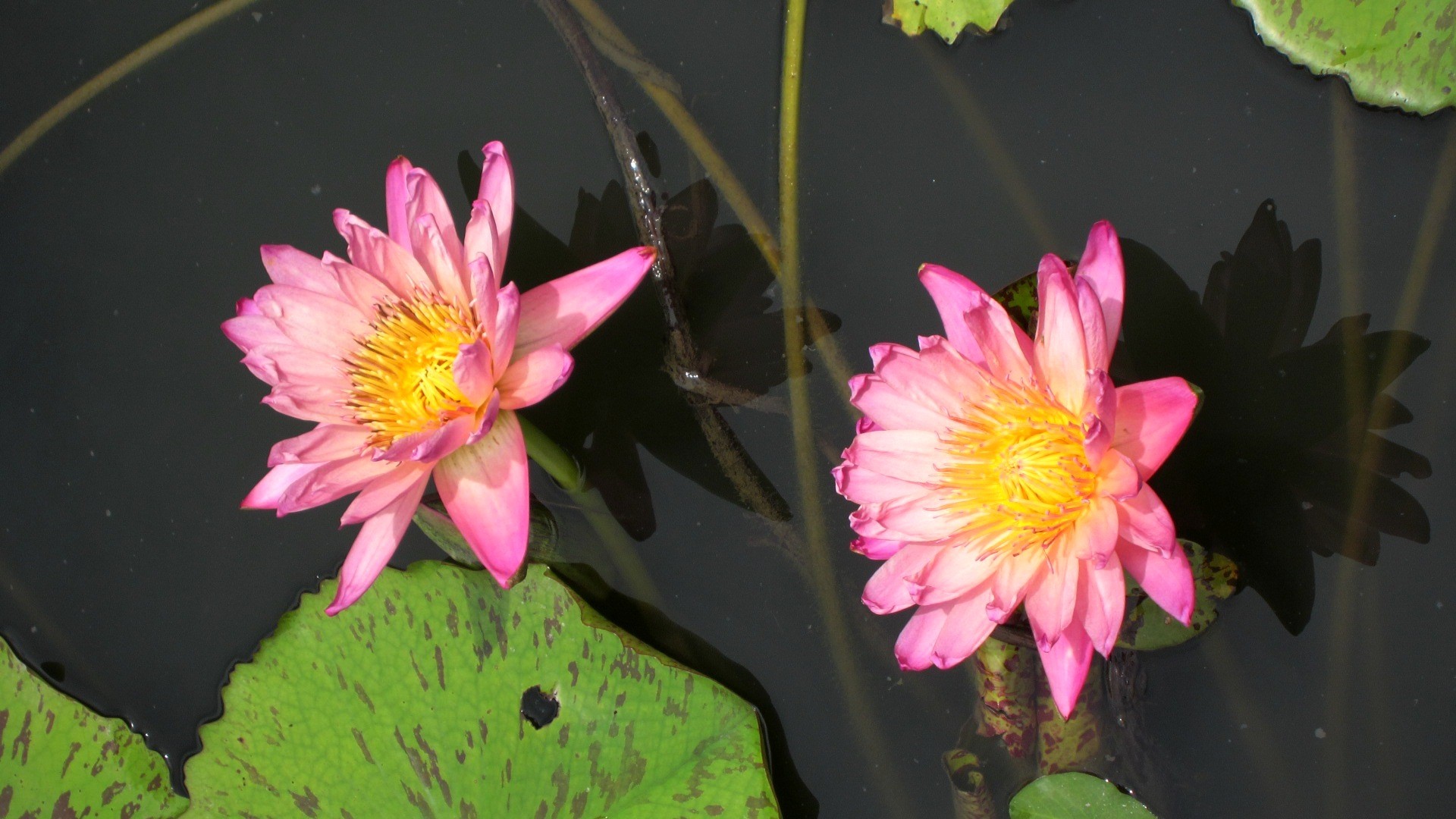 Lovely Lotus Beautiful Flower Wallpaper Hd Free Download - Sacred Lotus , HD Wallpaper & Backgrounds