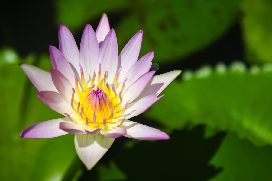 Lotus With Sunshine Beautiful Light Sunlight Background - Sacred Lotus , HD Wallpaper & Backgrounds