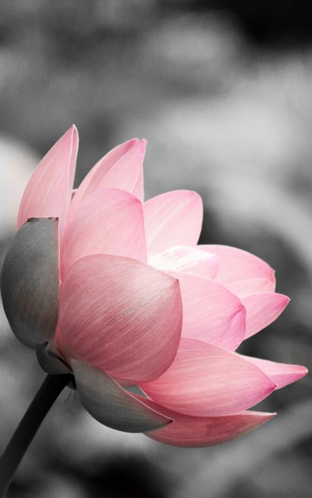 Visit Our Site For Free Wallpapers More - Lotus Flower Facebook Cover , HD Wallpaper & Backgrounds