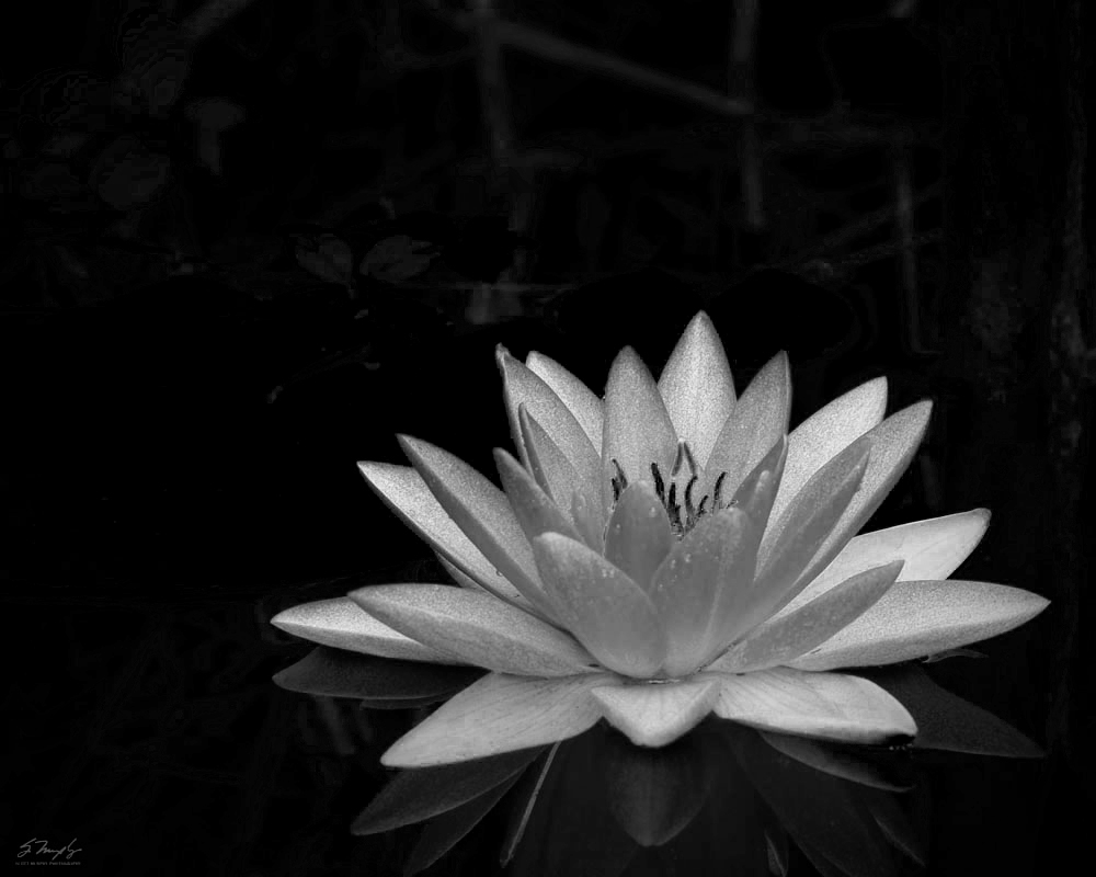 Black And White Lotus Pictures - Lotus Flower Black And White , HD Wallpaper & Backgrounds