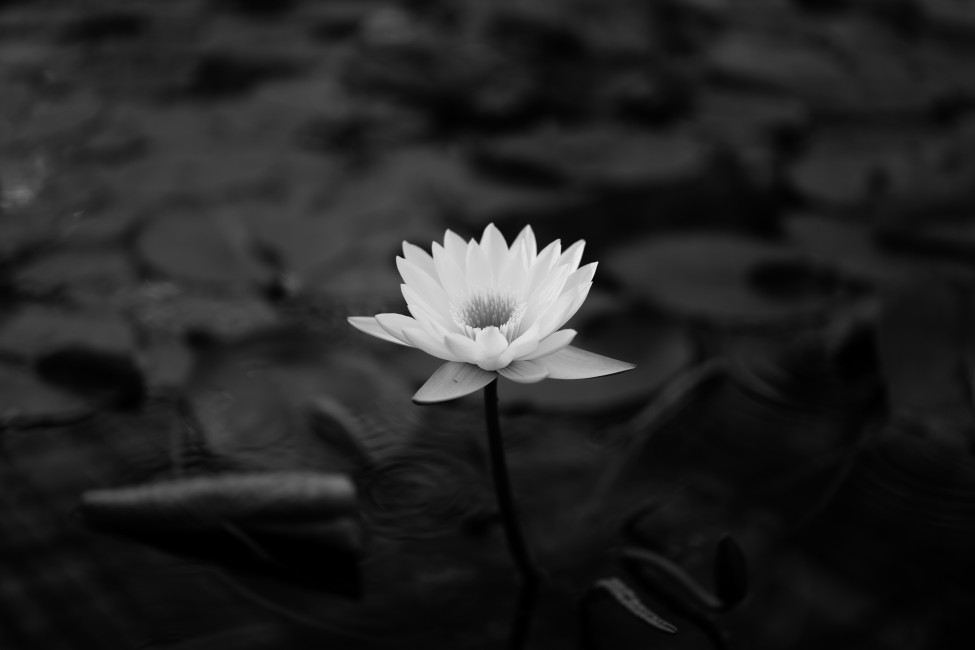 Lotus Water Lily Bw Leaves - Black Wallpaper Lotus , HD Wallpaper & Backgrounds
