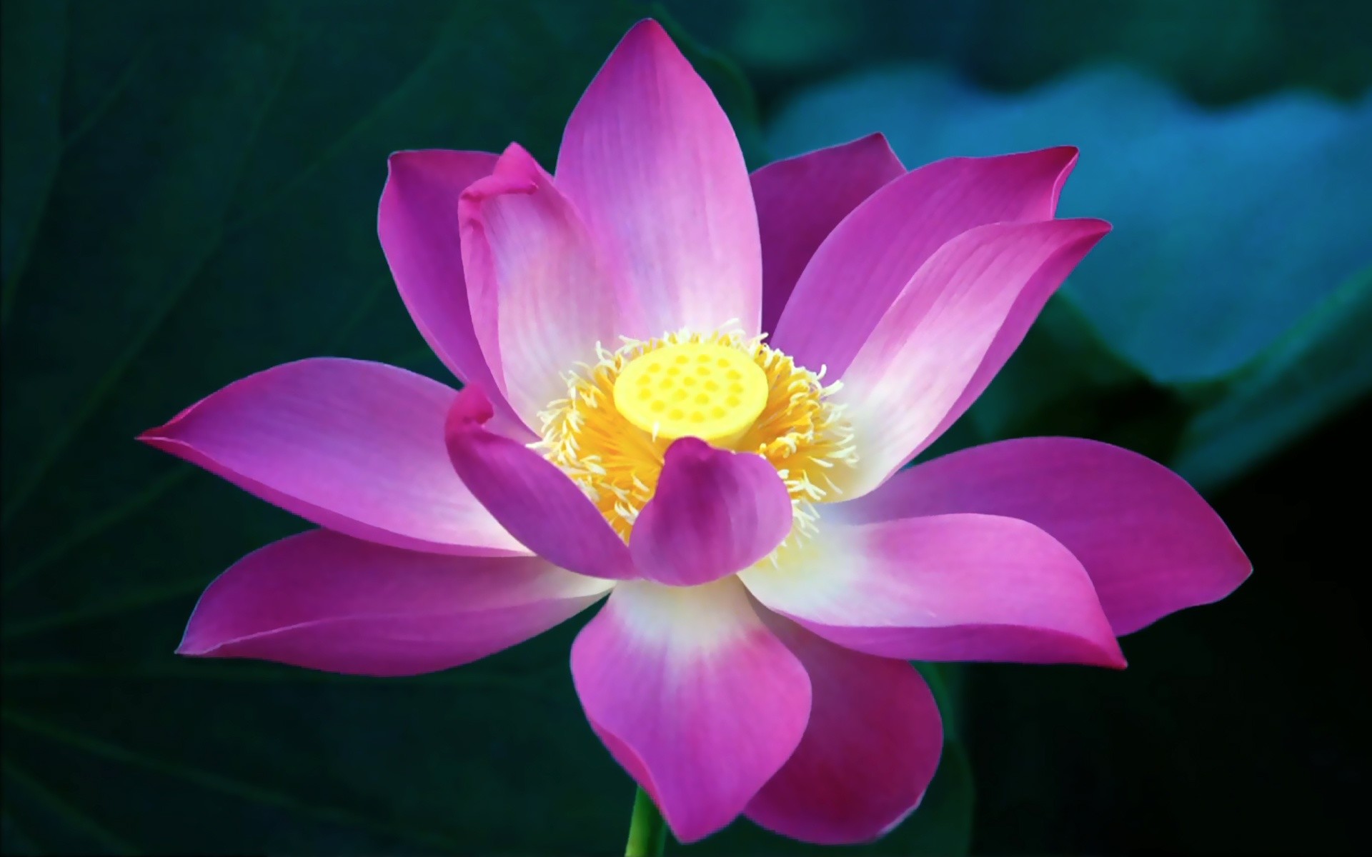 Pink Lotus Flowers Wallpapers Hd Pictures - Lotus Flower , HD Wallpaper & Backgrounds