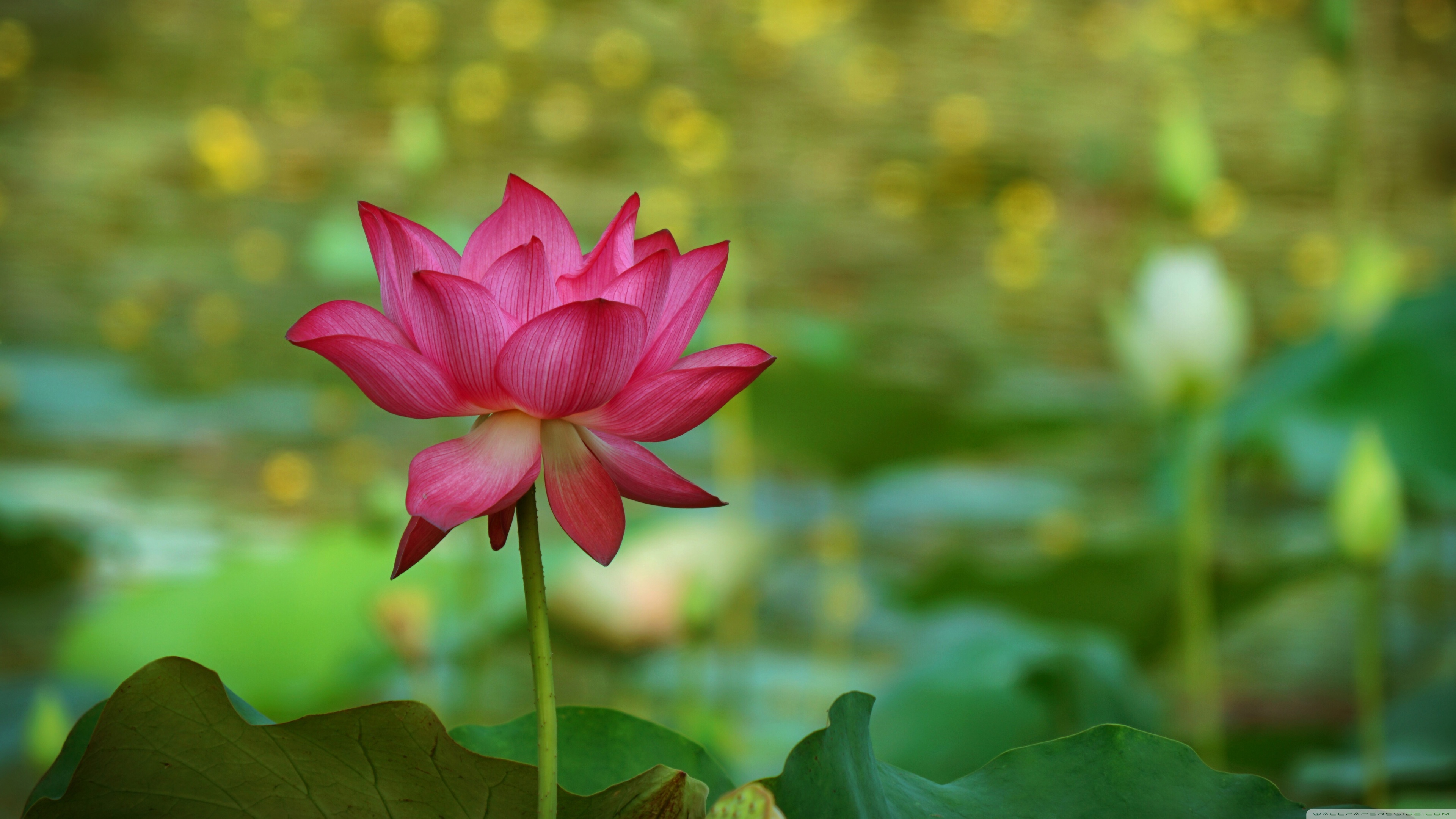 Uhd 16 - - Ultra Hd Lotus Hd , HD Wallpaper & Backgrounds