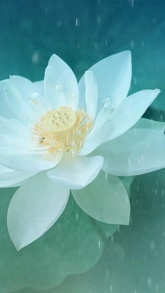 Pure Beautiful Lotus Flower Macro Iphone Se Wallpaper - Iphone 6 Plus Flower Wallpaper Lotus , HD Wallpaper & Backgrounds