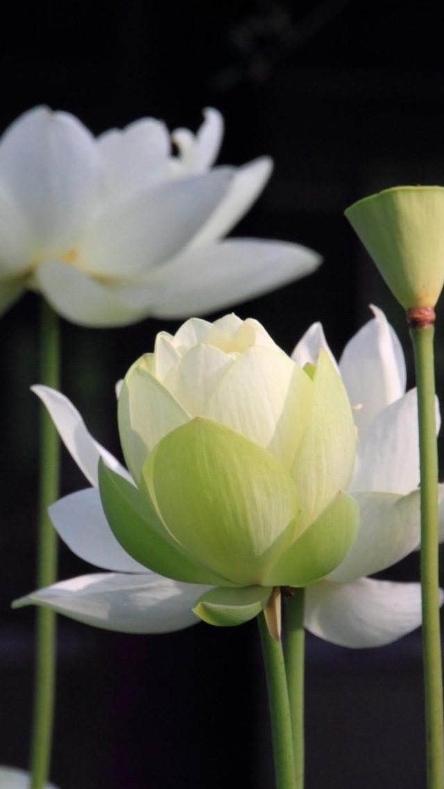 Lotus Wallpaper In Iphone , HD Wallpaper & Backgrounds