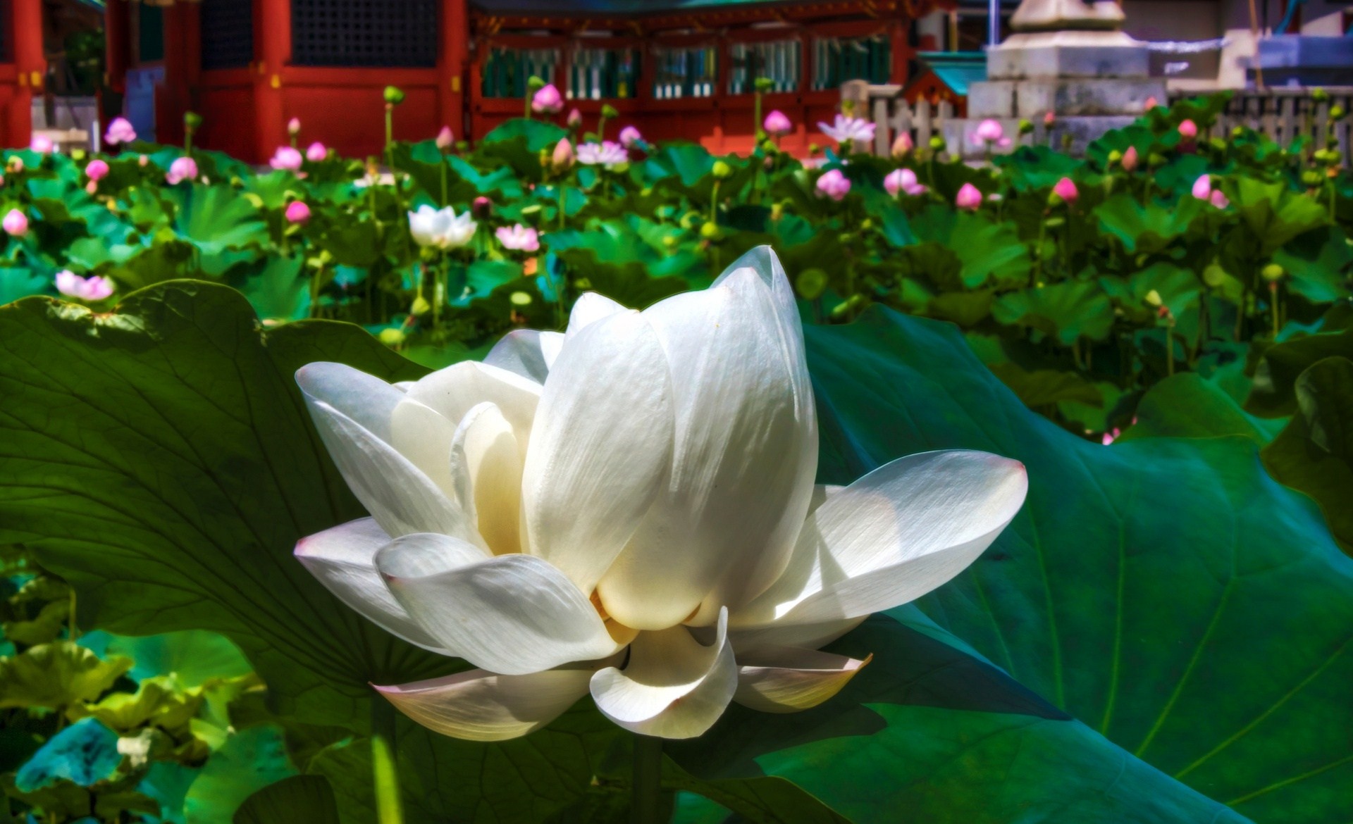 White Lotus Flowers Nature Wallpaper Flower Free Download - Super Extended Graphics Array , HD Wallpaper & Backgrounds