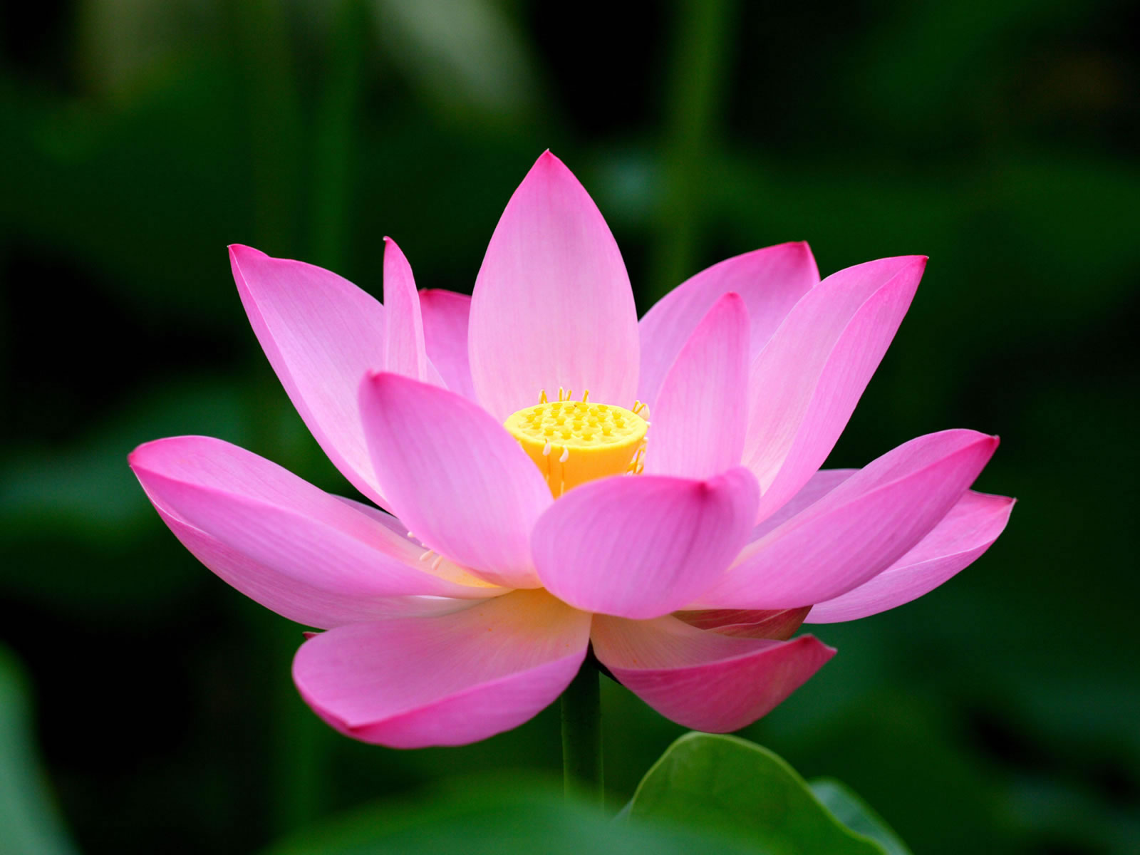 Download Lotus Flower Picture Hd - Lotus Flower , HD Wallpaper & Backgrounds