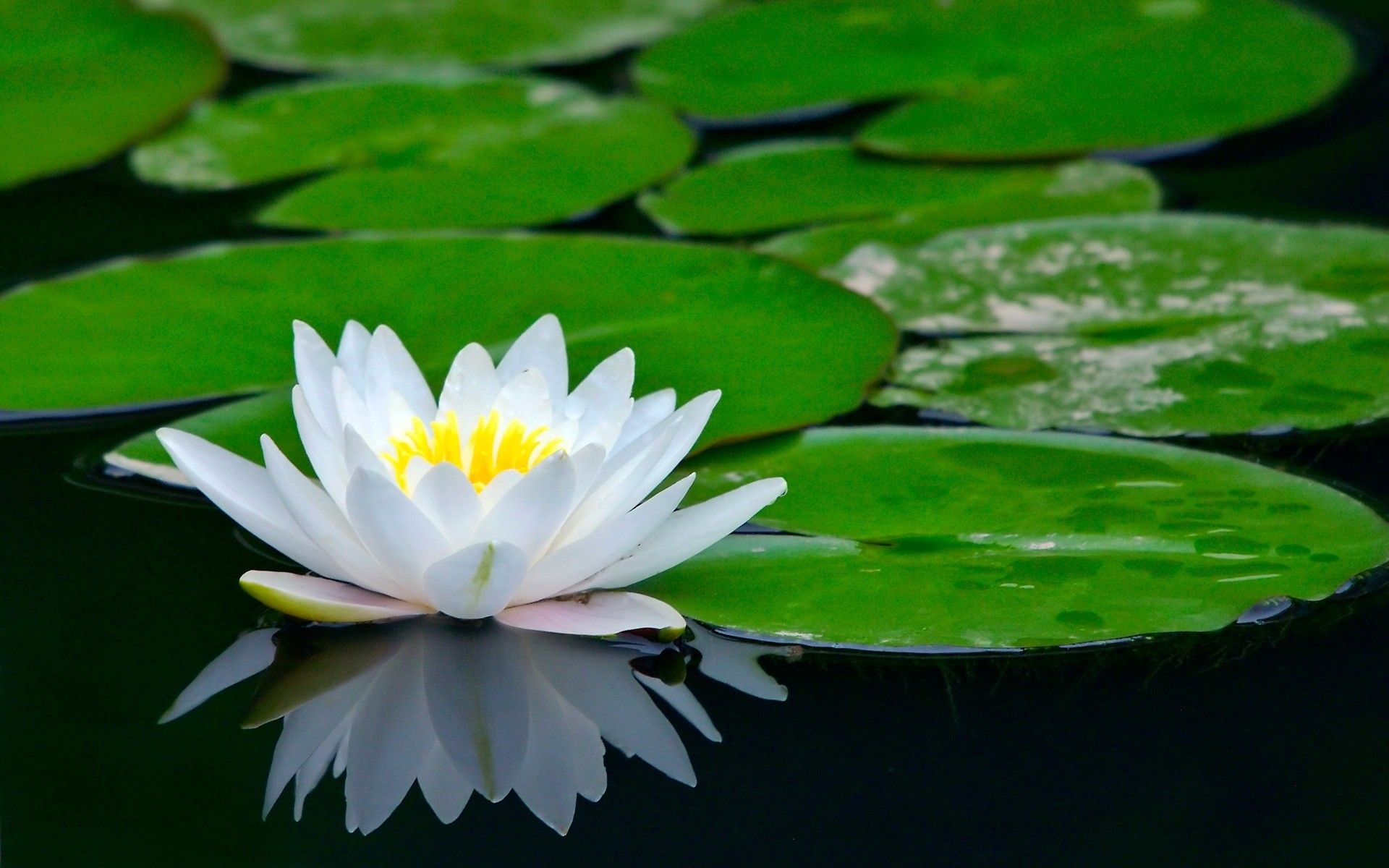 Black Lotus Flower Wallpaper Desktop Background Free - Lotus Flower , HD Wallpaper & Backgrounds