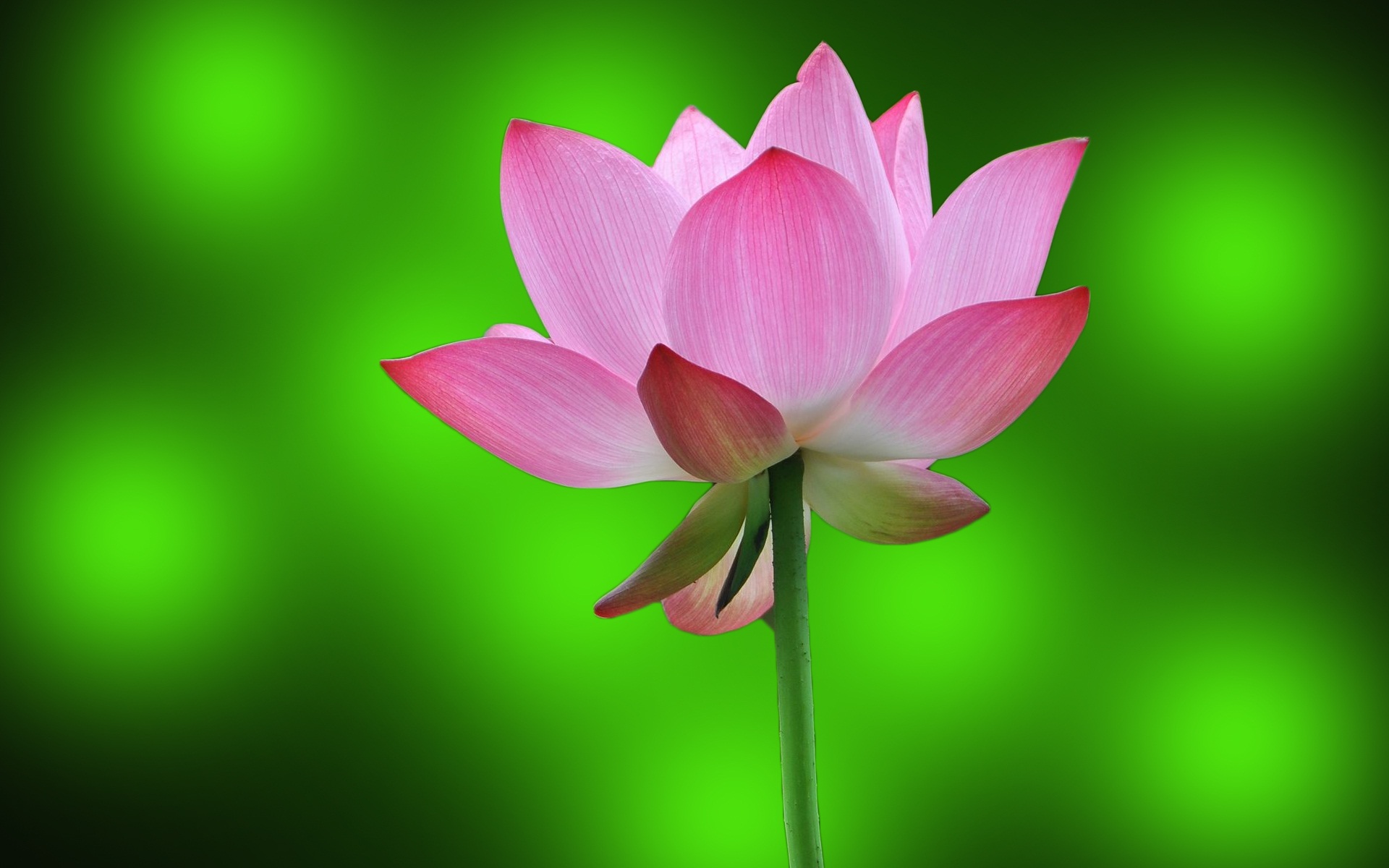 Preview Lotus Wallpapers - Lotus Wallpaper For Mobile , HD Wallpaper & Backgrounds