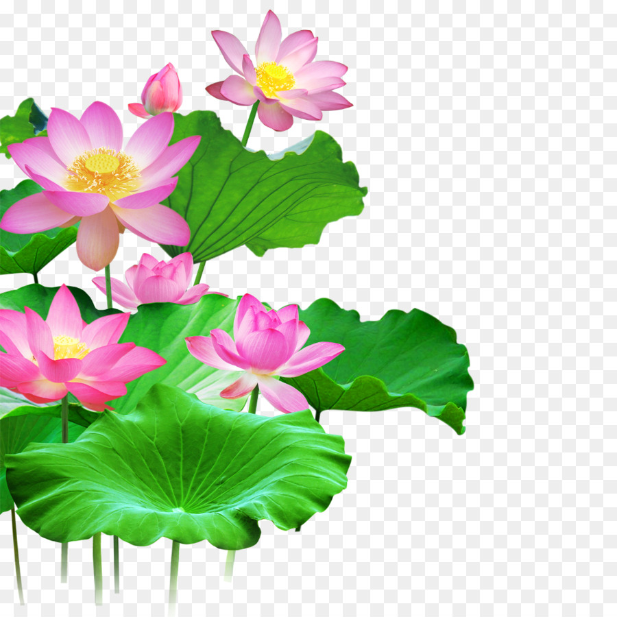 Sacred Lotus, Lotus Effect, Green Lotus Leaf, Flower, - Lotus Png Free Download , HD Wallpaper & Backgrounds