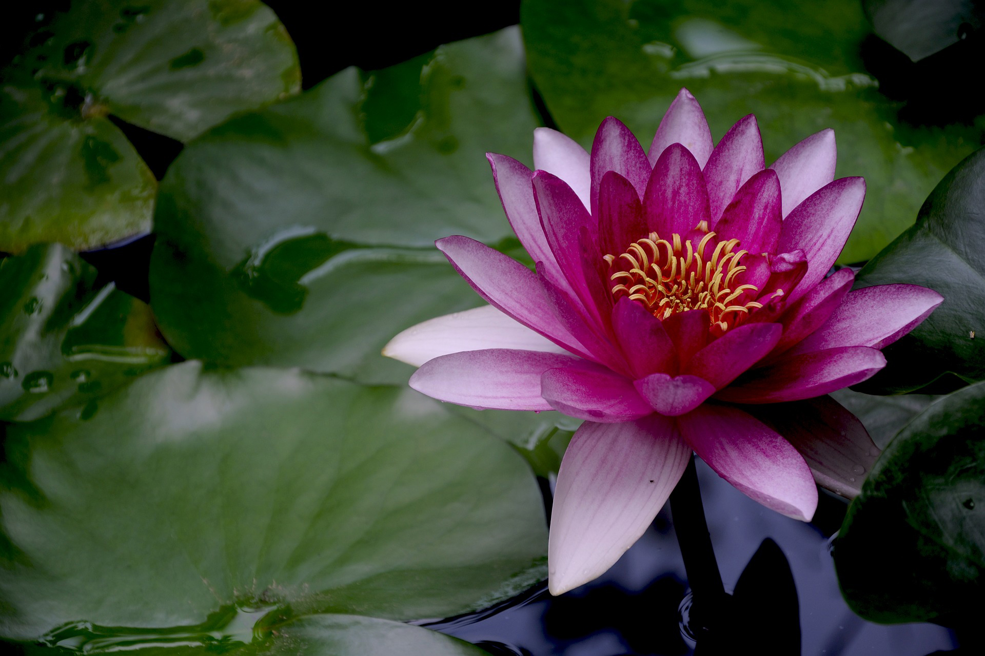 Dark Pink Lotus Flower And Lillypads Wallpaper - Ley De Asuncion , HD Wallpaper & Backgrounds