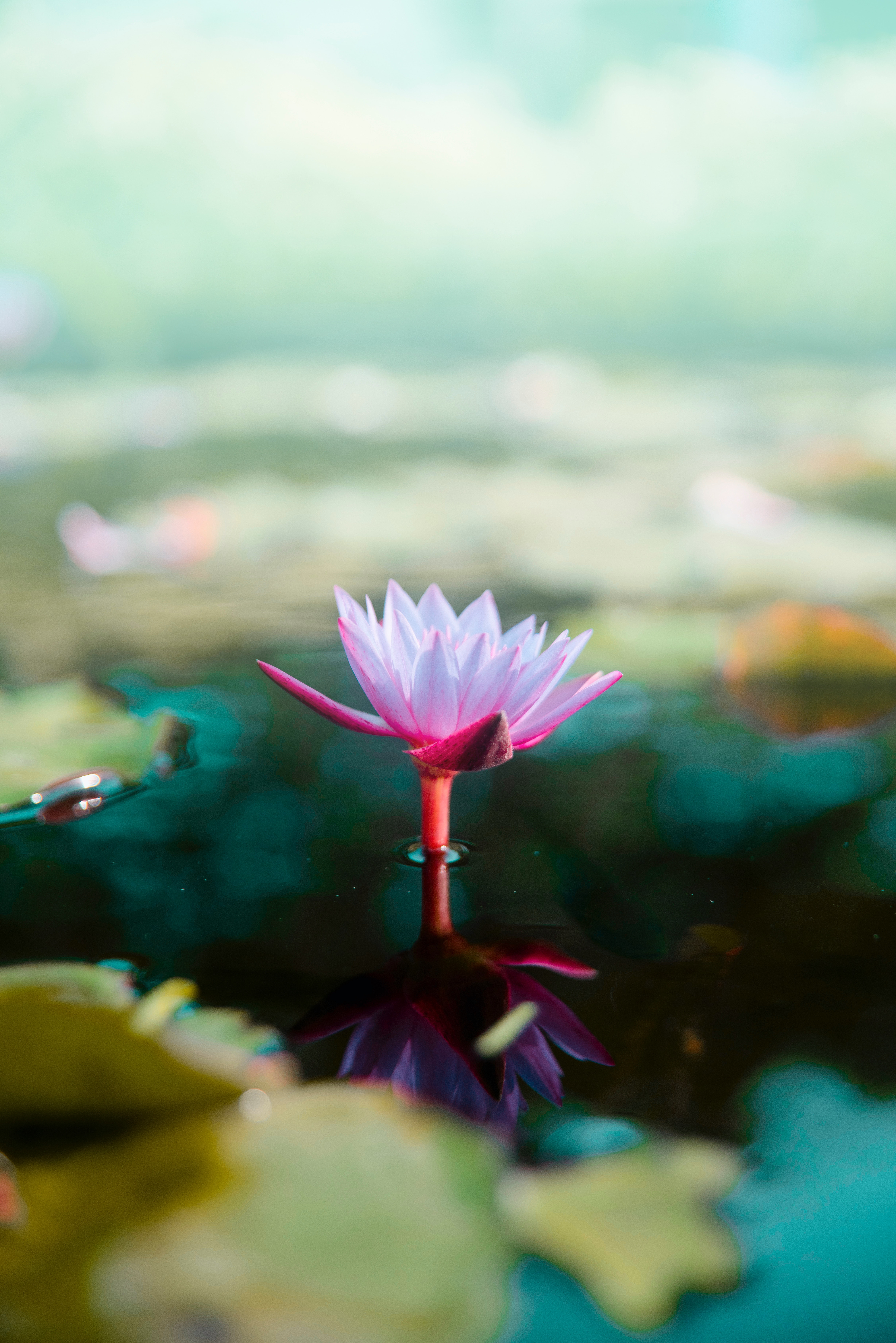 Wallpaper Lotus, Flower, Water, Pink, Blur - Hd Flower In Water , HD Wallpaper & Backgrounds