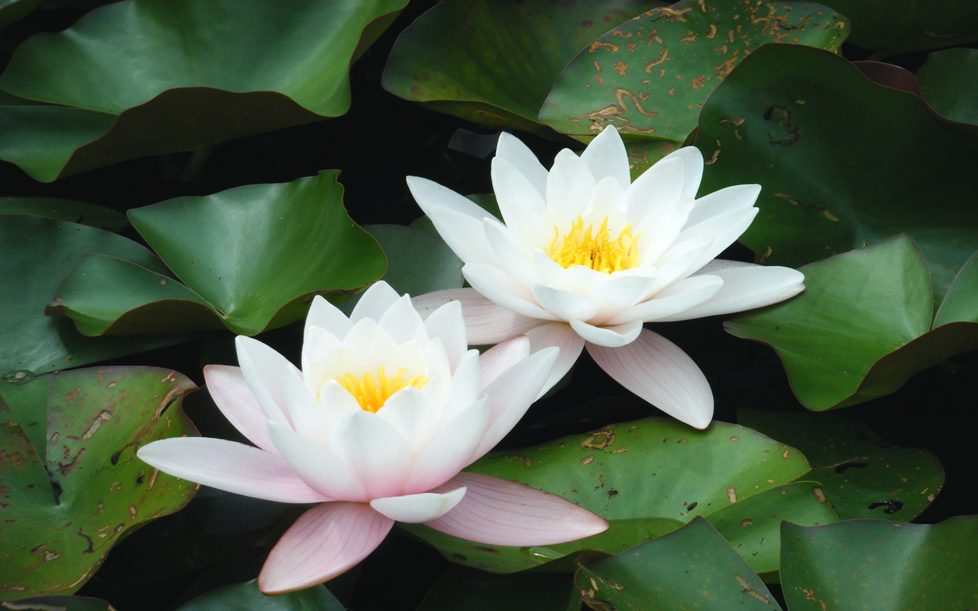 Lotus Garden Desktop Hd Wallpaper - White Lotus Wallpapers Hd , HD Wallpaper & Backgrounds