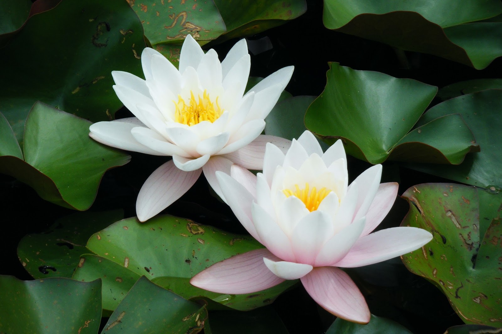 Download Wallpaper Lotus, Flower, Water Lilies, Swamp - Flower Images Hd Lotus , HD Wallpaper & Backgrounds