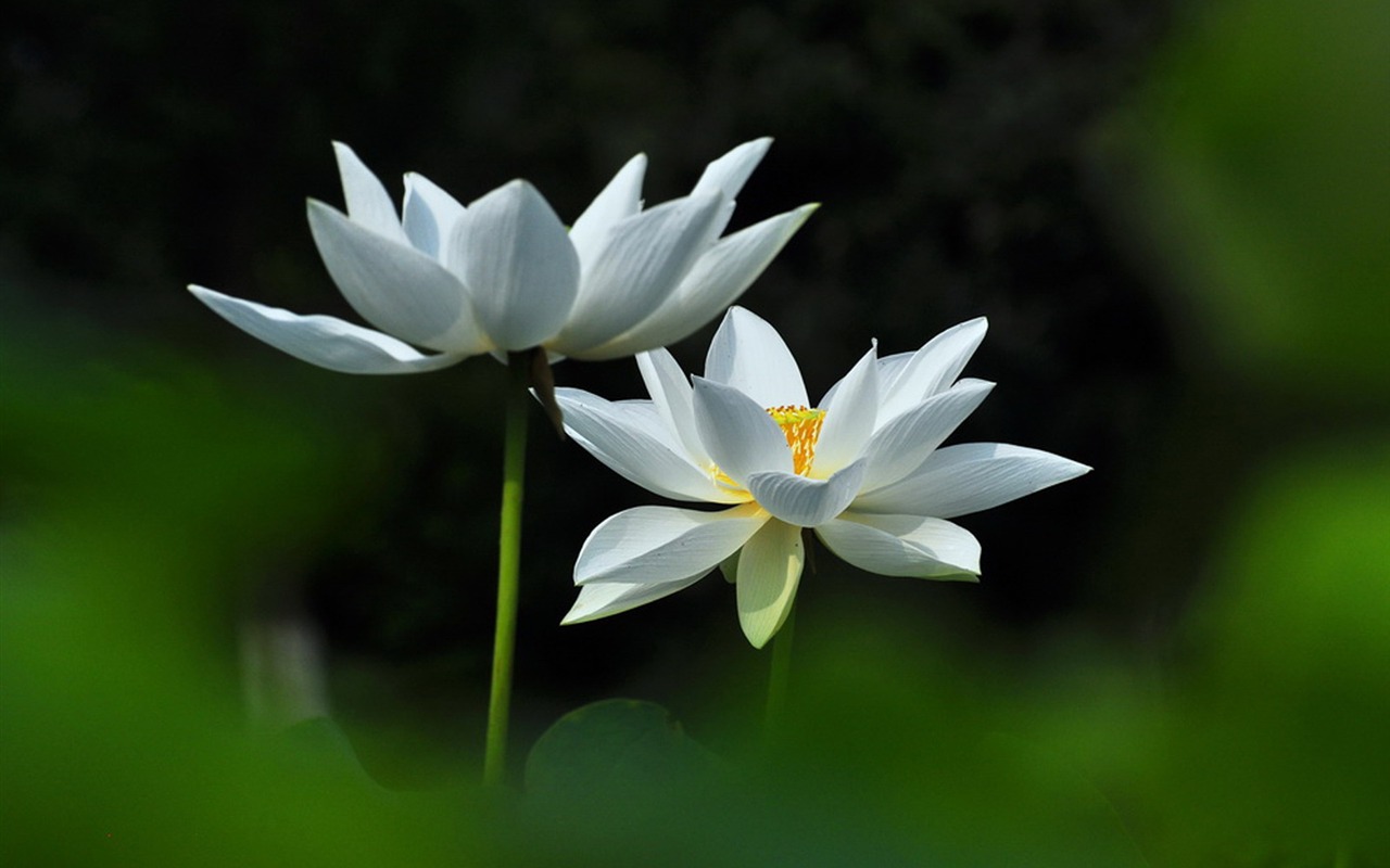 Plants / Joan Powder Jade White Lotus-flower Photograph - Lotus Flower Rosa Hd , HD Wallpaper & Backgrounds