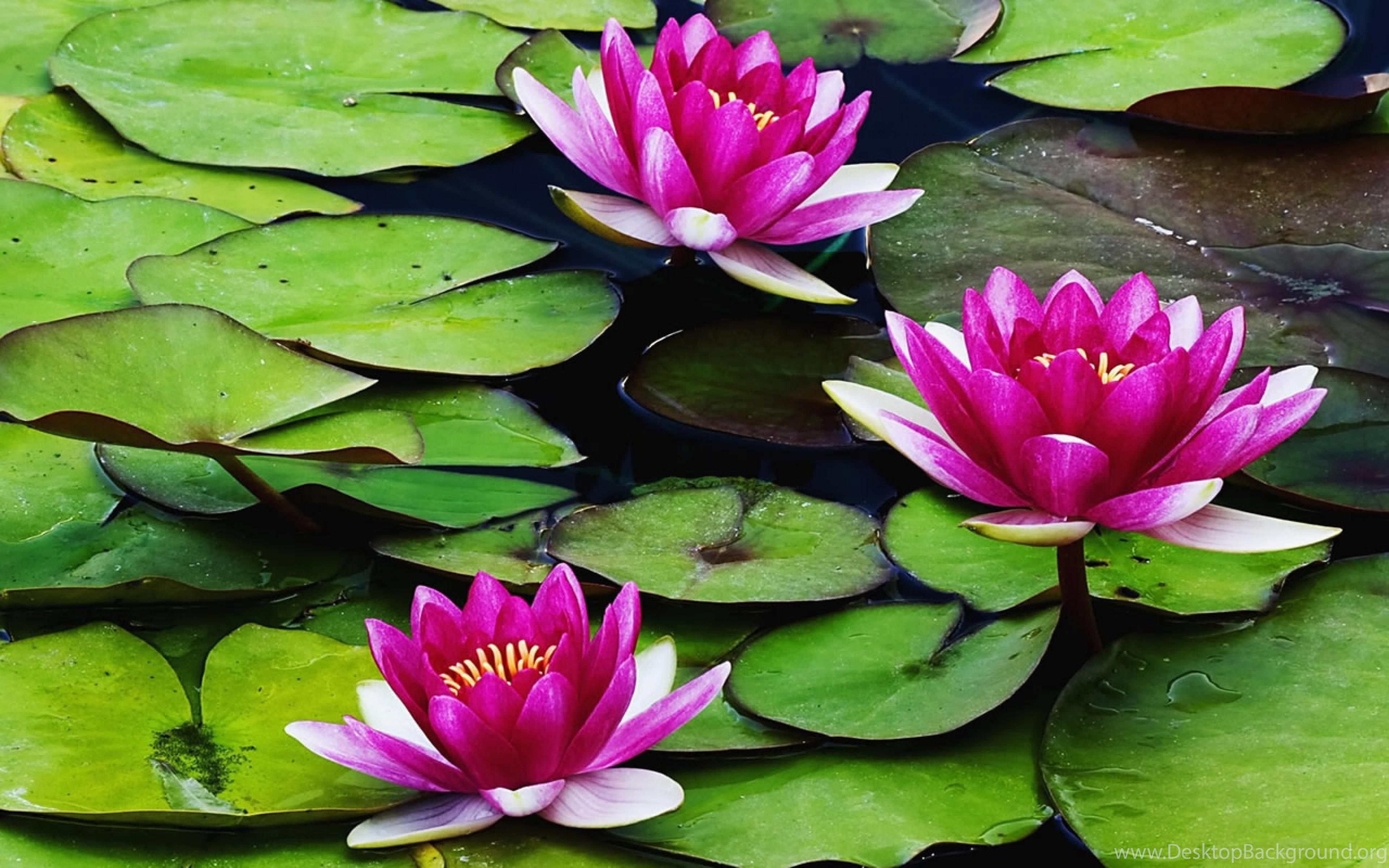 Water Lotus Bud Wallpaper - Flowers Grow In Water , HD Wallpaper & Backgrounds