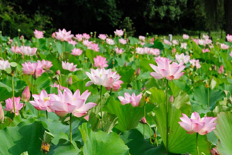 Lotus Flower Pictures Of Nature Wallpapers - Lotus Hd Wallpaper 1080p , HD Wallpaper & Backgrounds