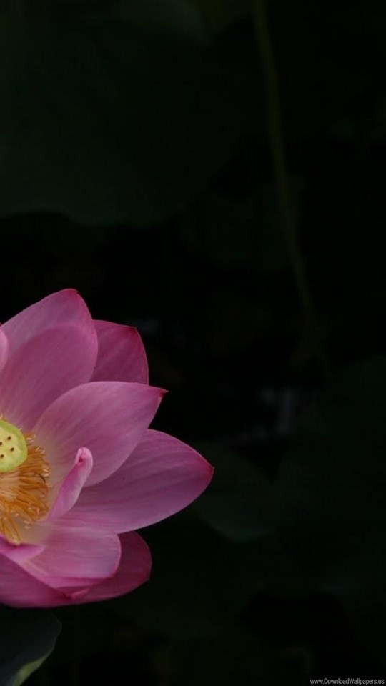 Sacred Lotus , HD Wallpaper & Backgrounds