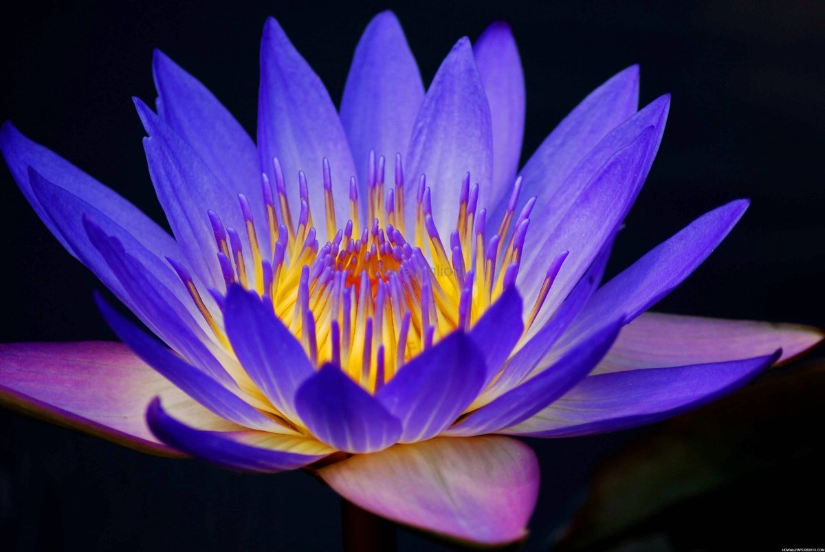 Purple Lotus Flower Wallpaper - Blue And Purple Lotus Flower , HD Wallpaper & Backgrounds