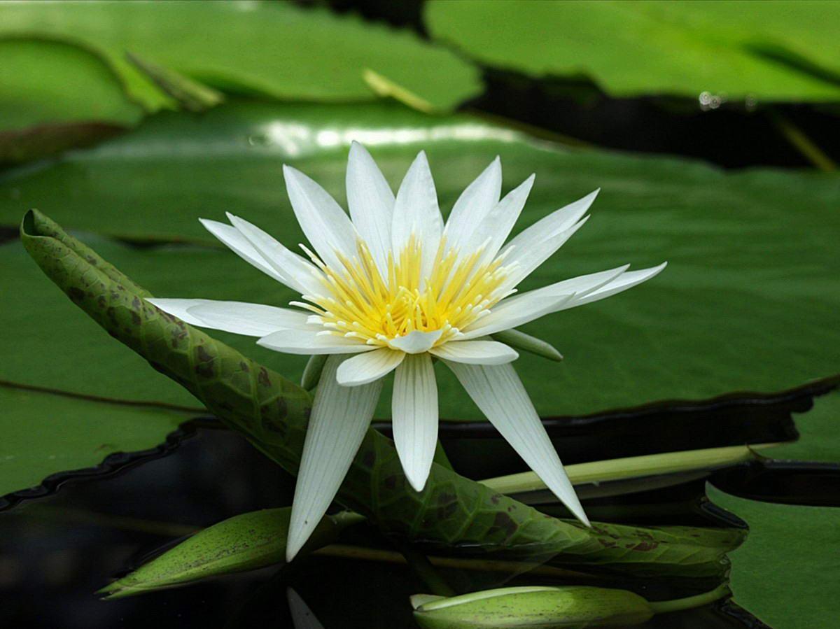 Flowers For > White Lotus Flower Wallpaper - White Lotus Flower , HD Wallpaper & Backgrounds