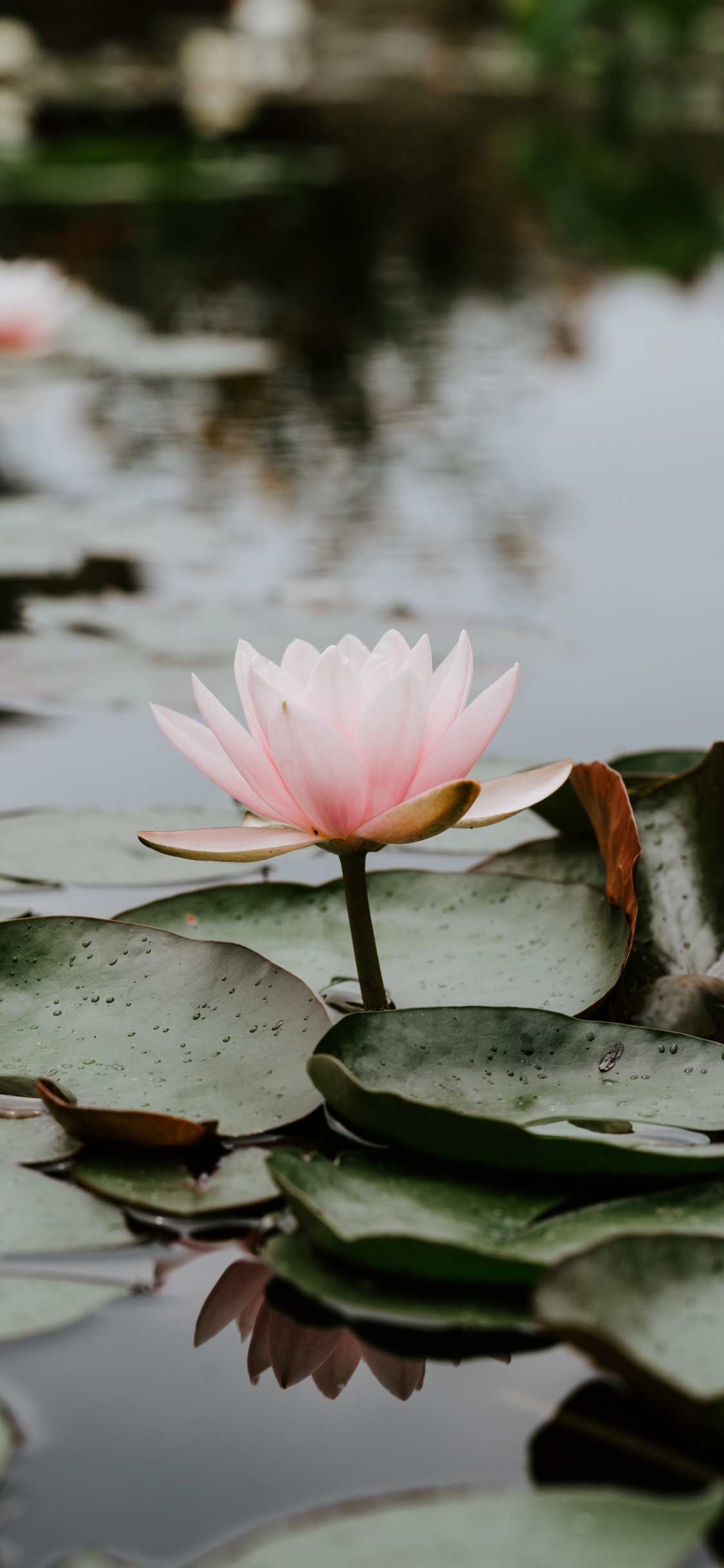 Pink, Plant, Aquatic Plant, Lotus, Factory Wallpaper - Water Lily Aesthetic , HD Wallpaper & Backgrounds