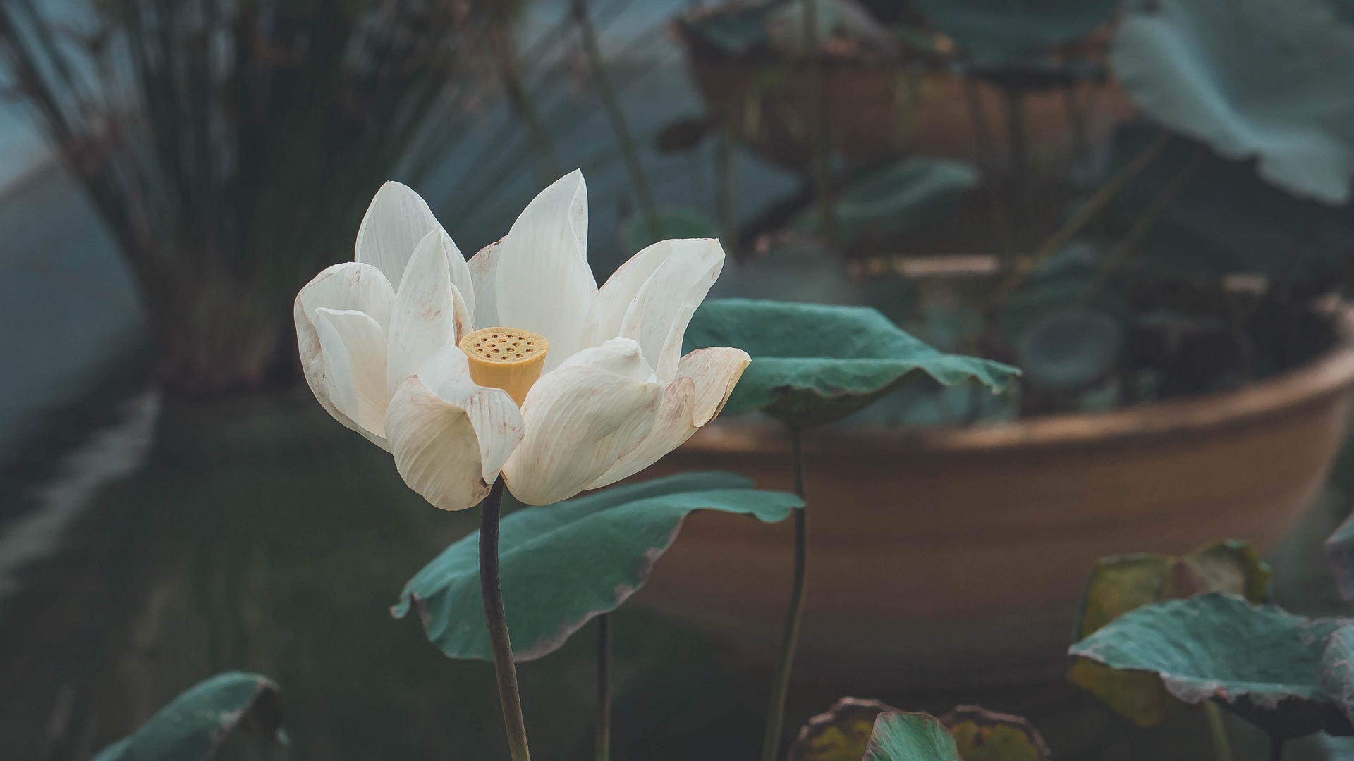 Wallpaper Lotus, Flower, White, Bud, Petals, Bloom - Lotus Flower , HD Wallpaper & Backgrounds