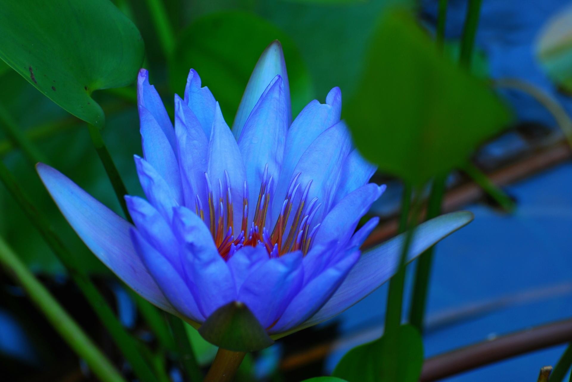 Lake Lotus Flowers Rose Leaves Blue Flower Hd Free - Awesome Flowers , HD Wallpaper & Backgrounds