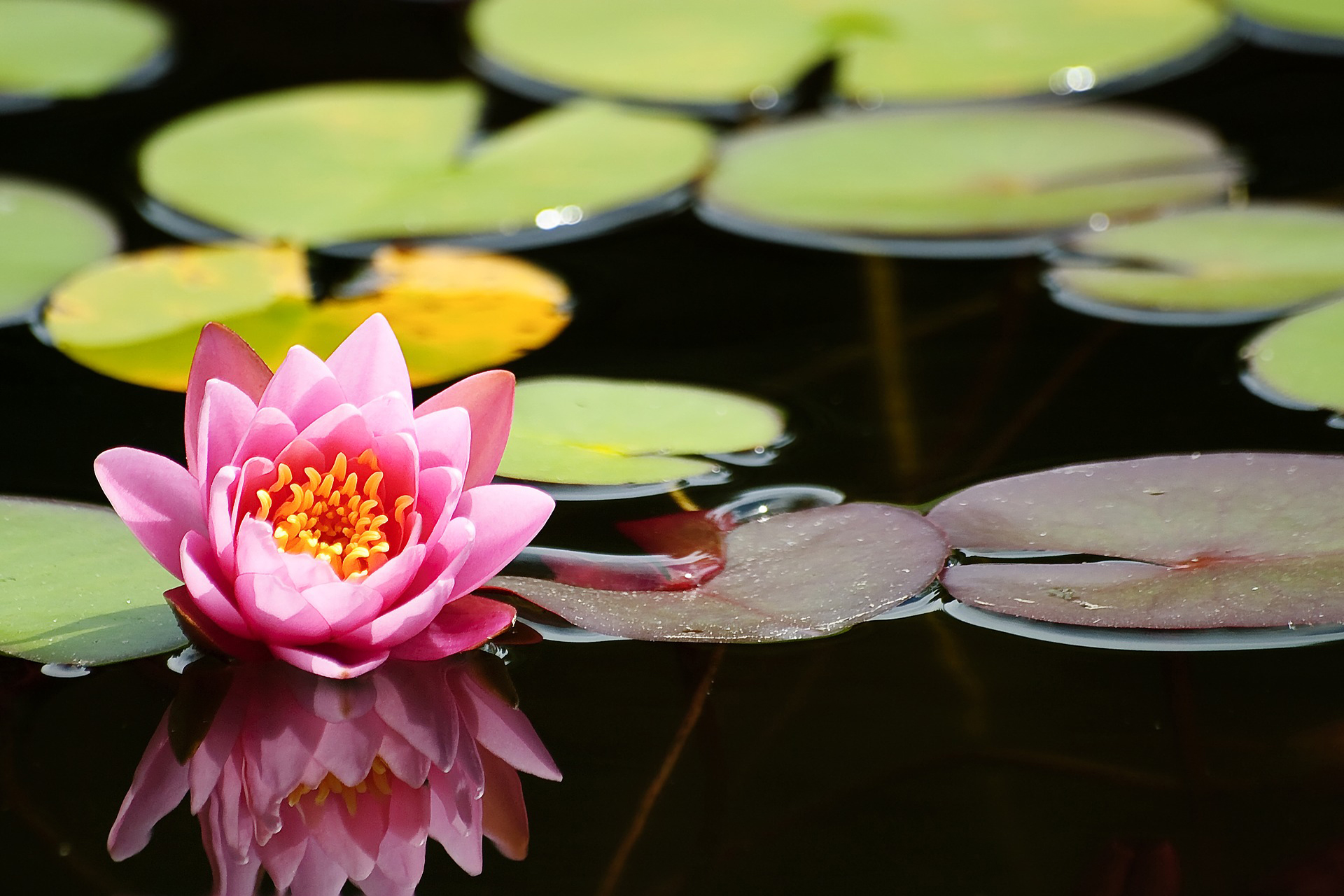 Dark Pink Lotus Flower Wallpaper - Цветок Цитаты , HD Wallpaper & Backgrounds