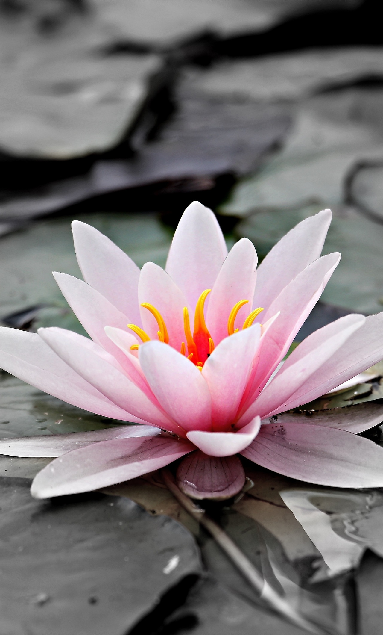 Water Lily 5k - Samsung Edge S7 Flower , HD Wallpaper & Backgrounds
