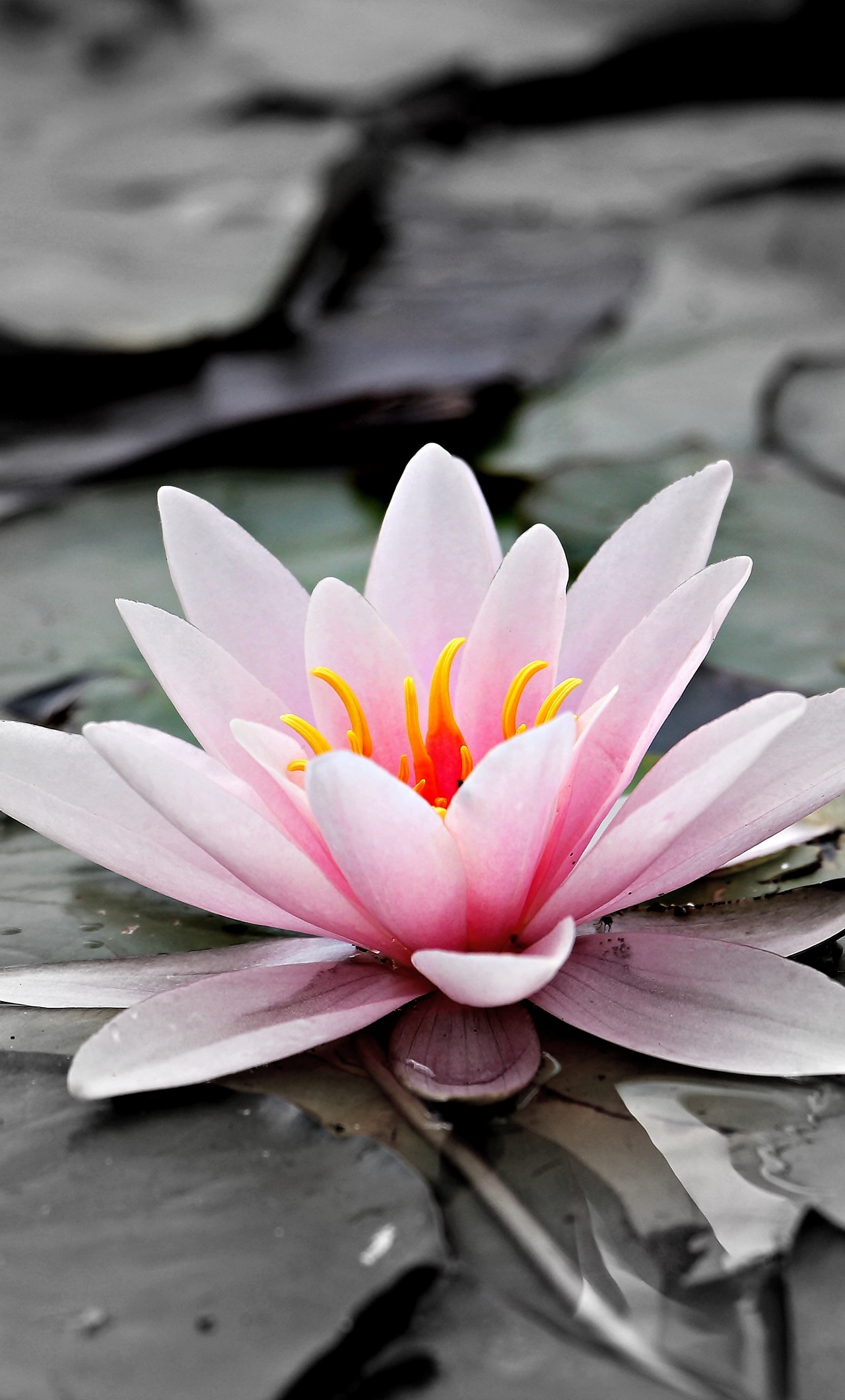 24 Wallpaper Bunga Terate Hd Gambar Bunga HD 24 Wallpaper Bunga Terate Hd Gambar Bunga HD