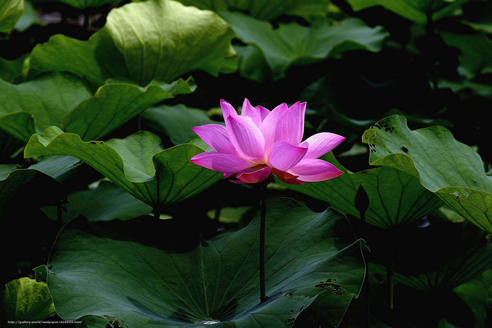 Download Wallpaper Lotus, Flower, Flowers, Flora Free - Sacred Lotus , HD Wallpaper & Backgrounds