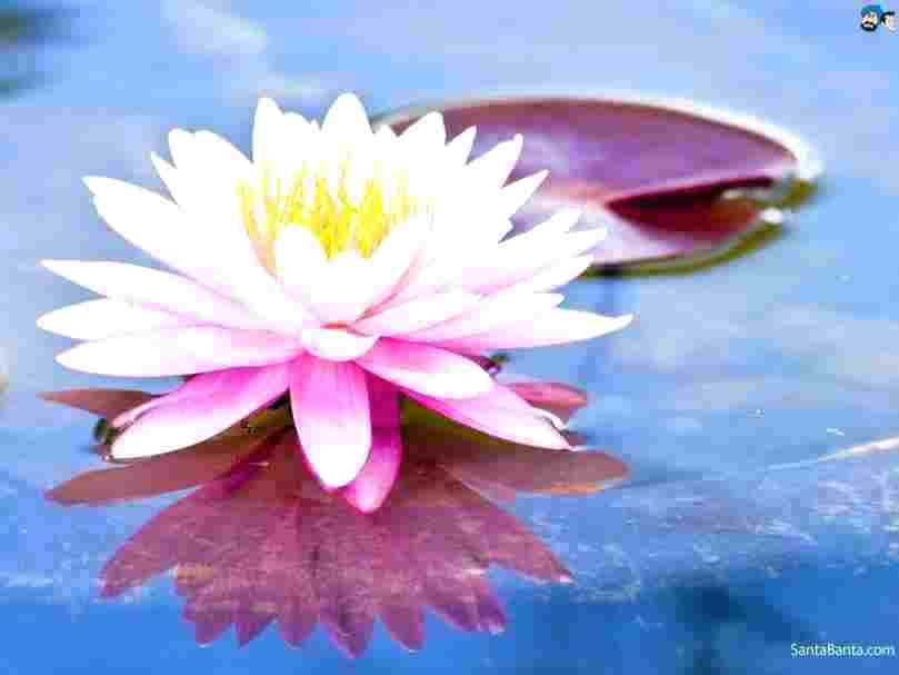Lotus Flower Wall Paper Flower For Galaxy J Prime Background - Raosaheb Danve Happy Birthday , HD Wallpaper & Backgrounds