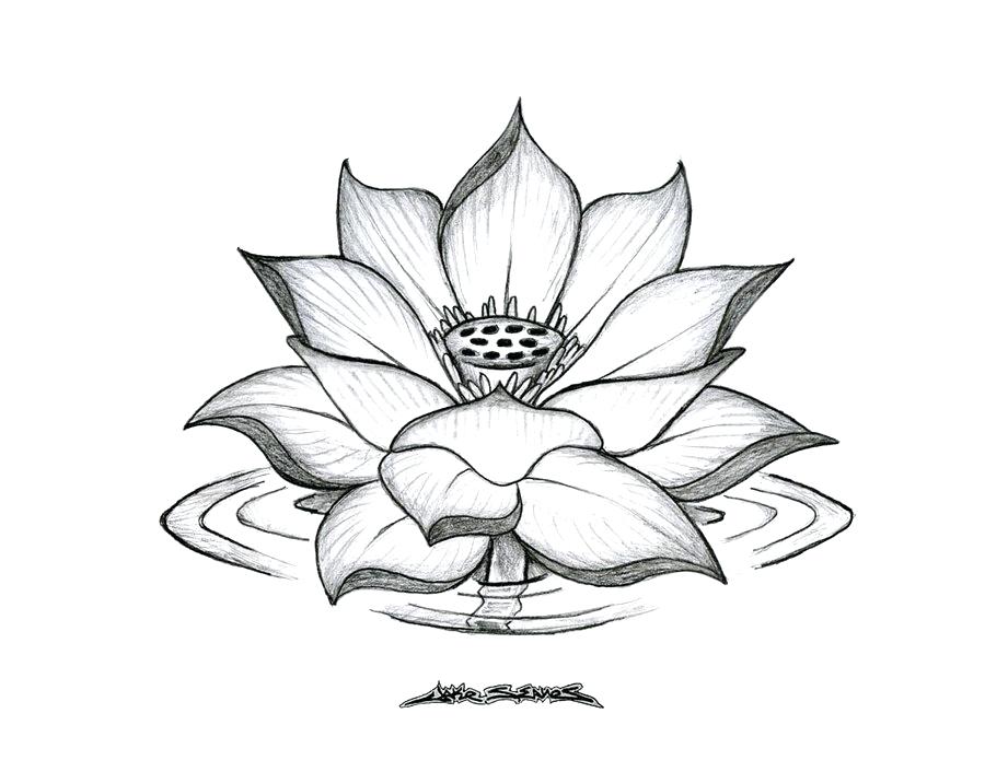Lotus Flower Drawing Lotus Flower Drawing Pictures - Cool Drawings Of Flowers , HD Wallpaper & Backgrounds